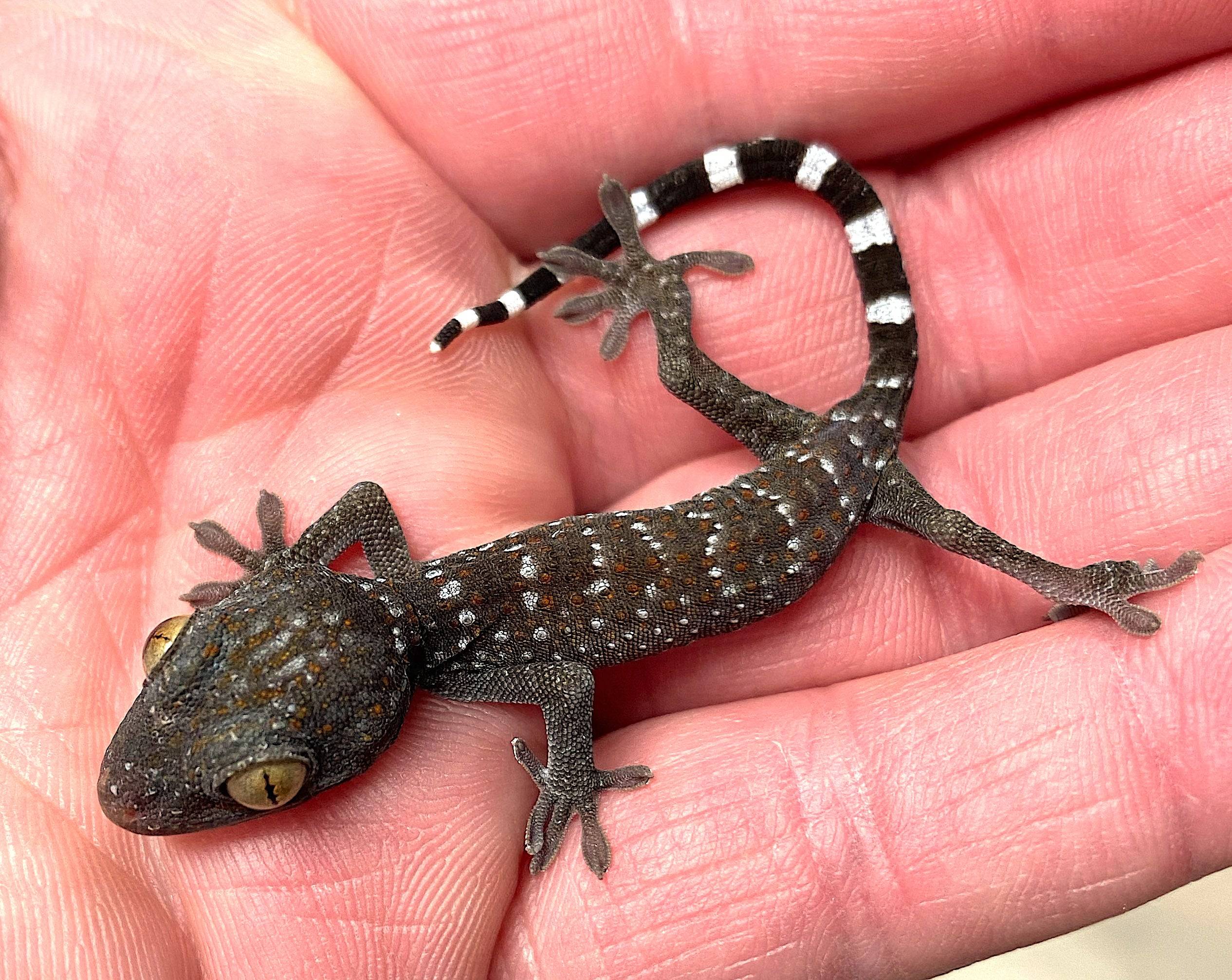 CBB Tokay Gecko