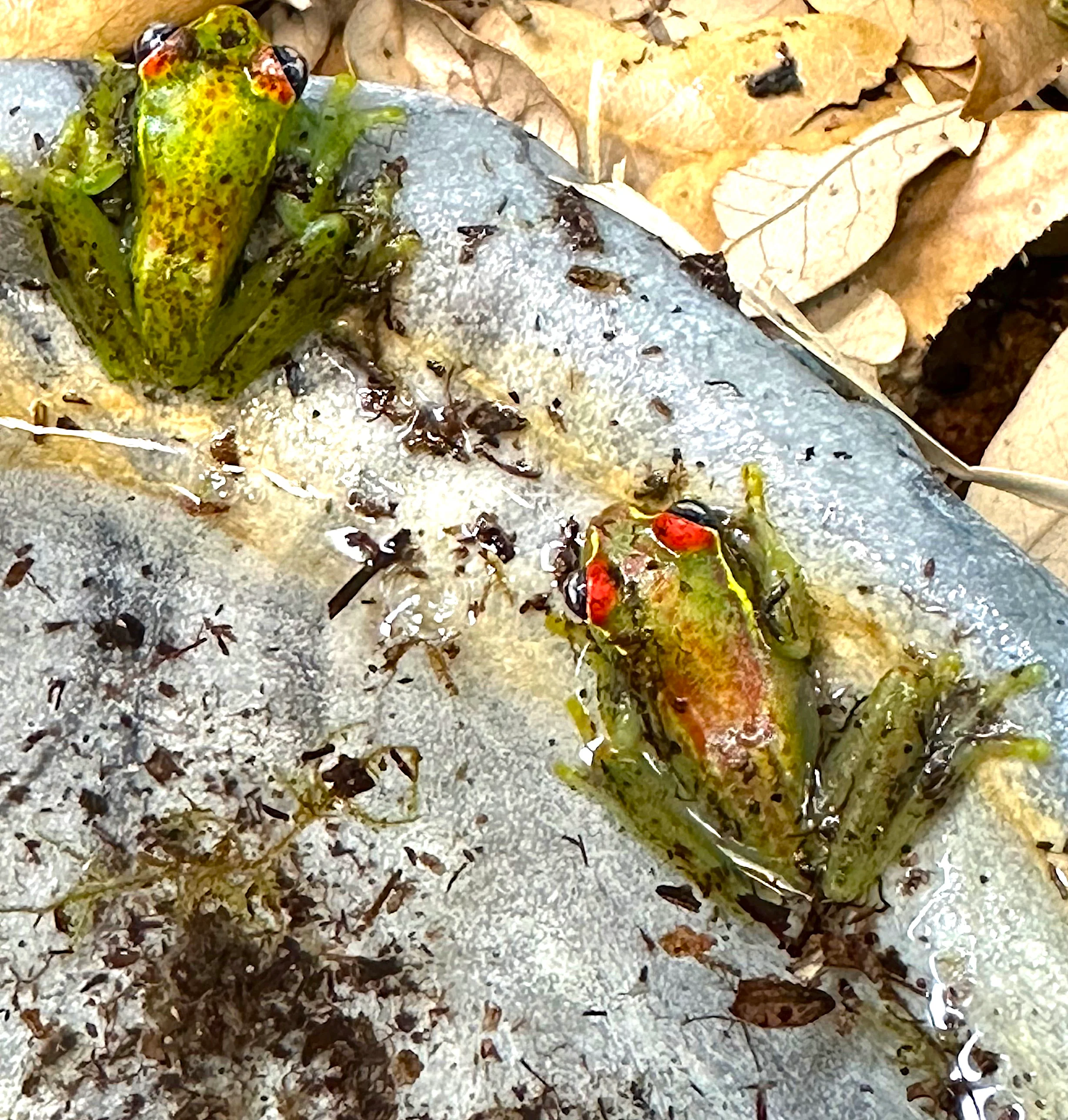 Central Bright-eyed Frog (Boophis rappiodes)