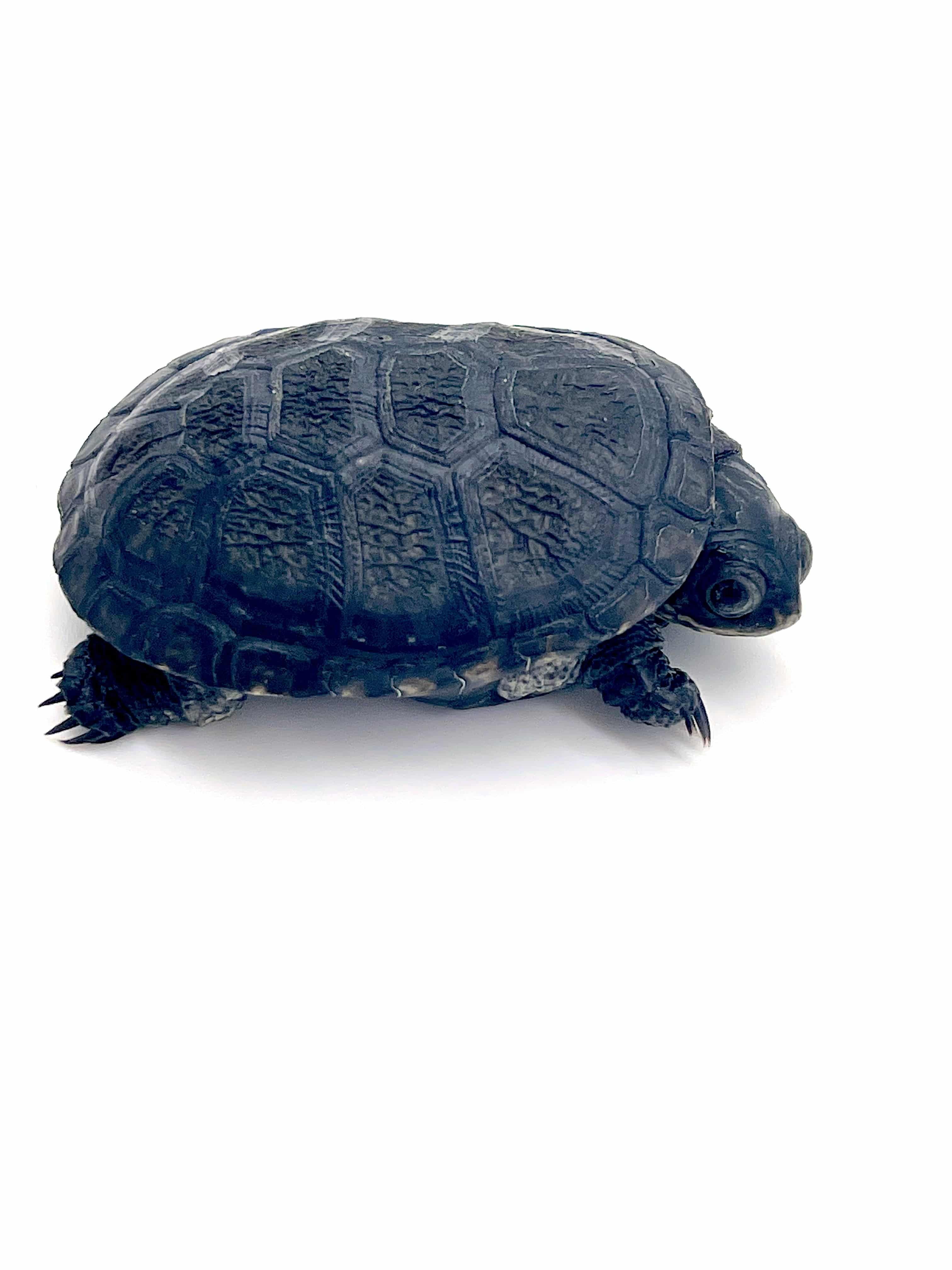Congo Dwarf Mud Turtle (Pelusios nanus)