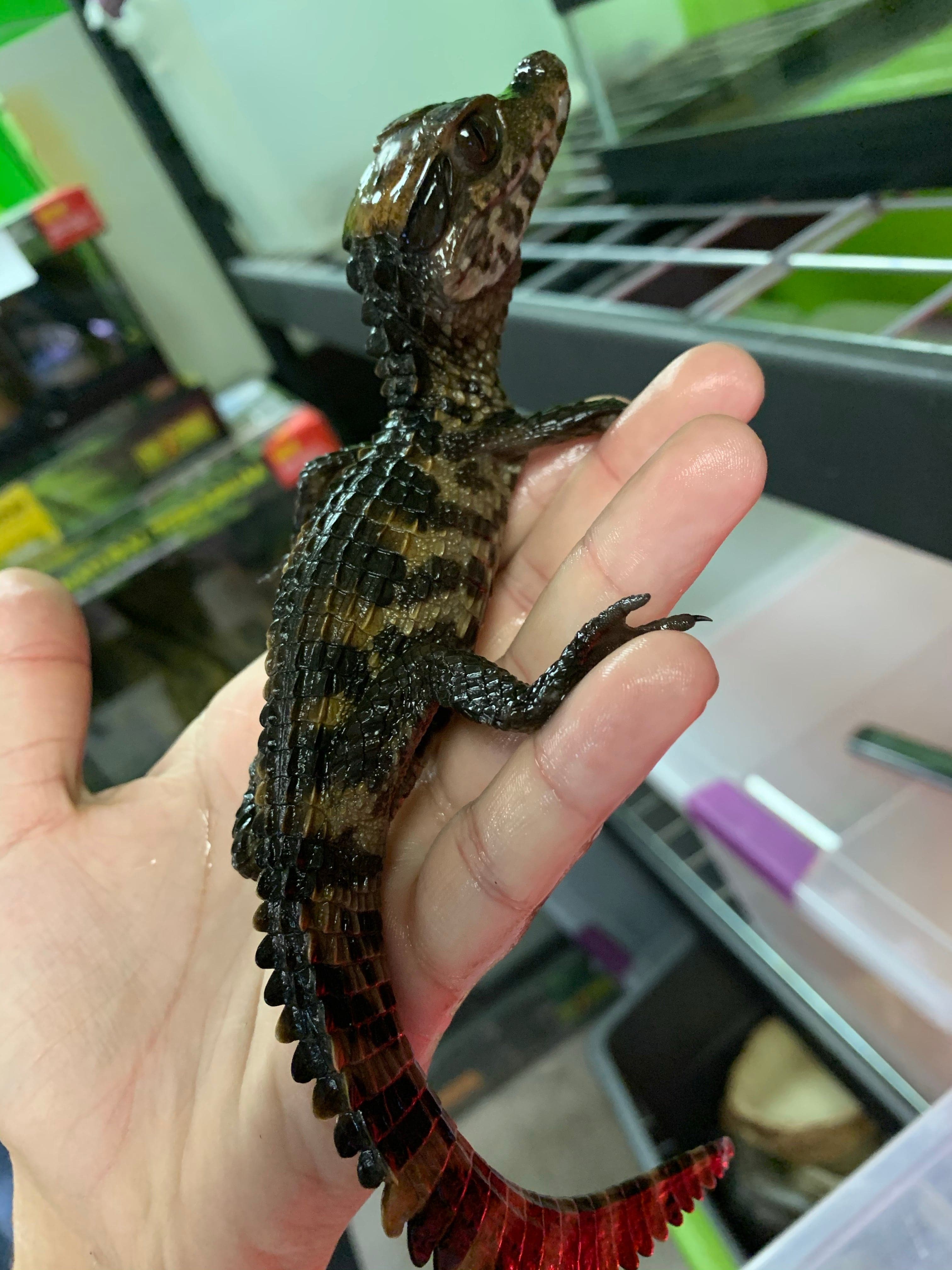Cuvier's True Dwarf Caiman - Image 4