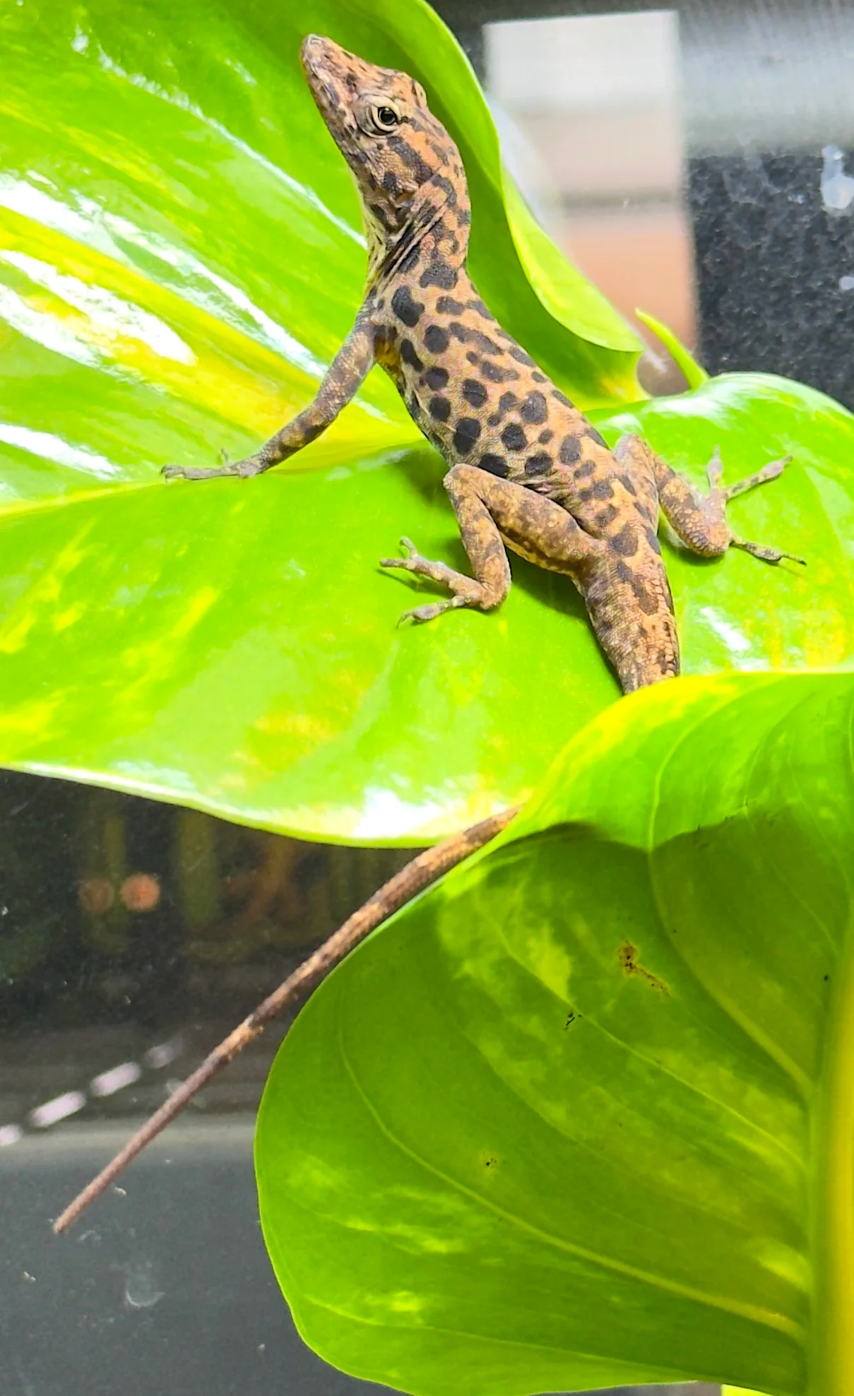 Dalmatian Anoles (Anolis Sabanus)