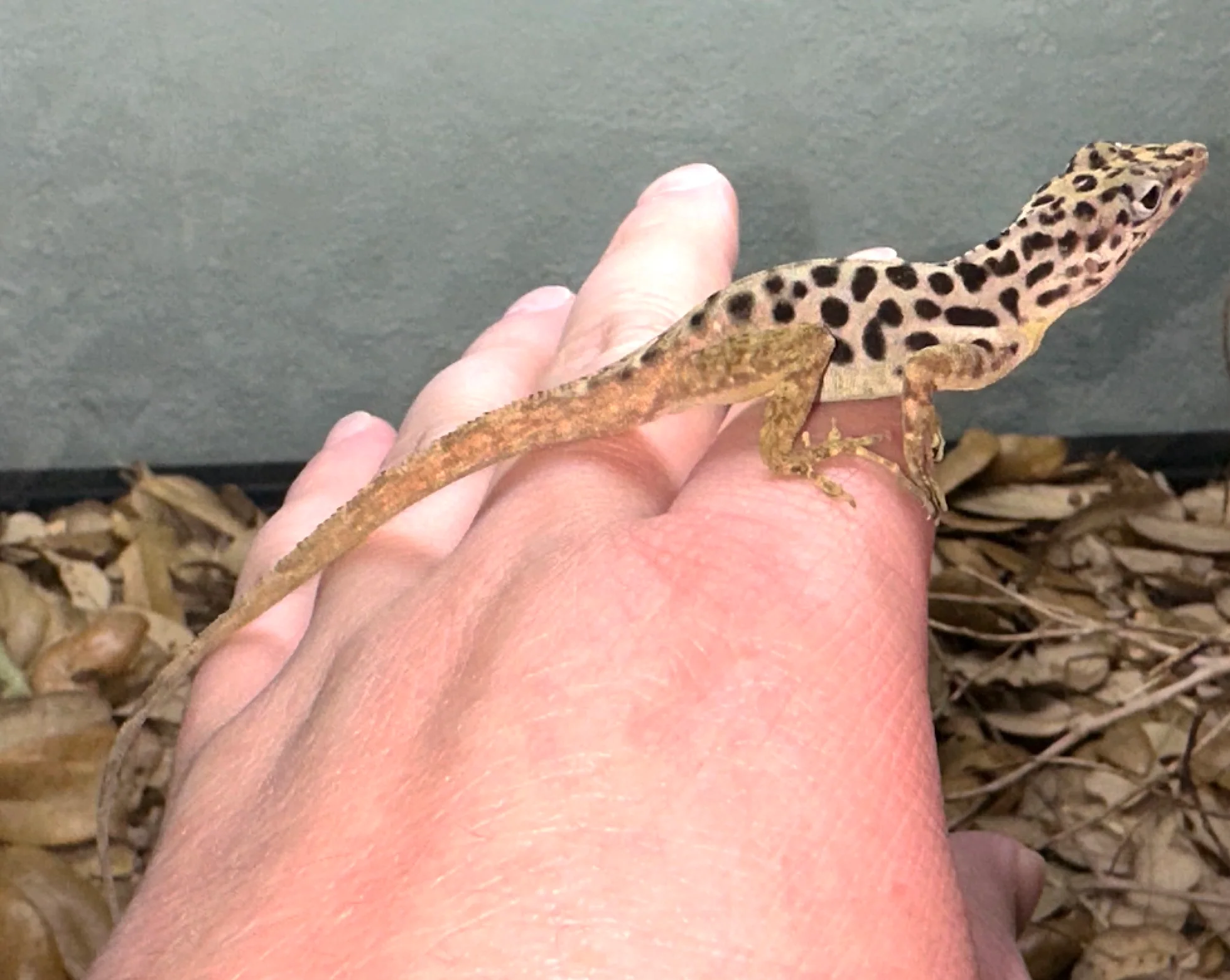 Dalmatian Anoles (Anolis Sabanus) - Image 2