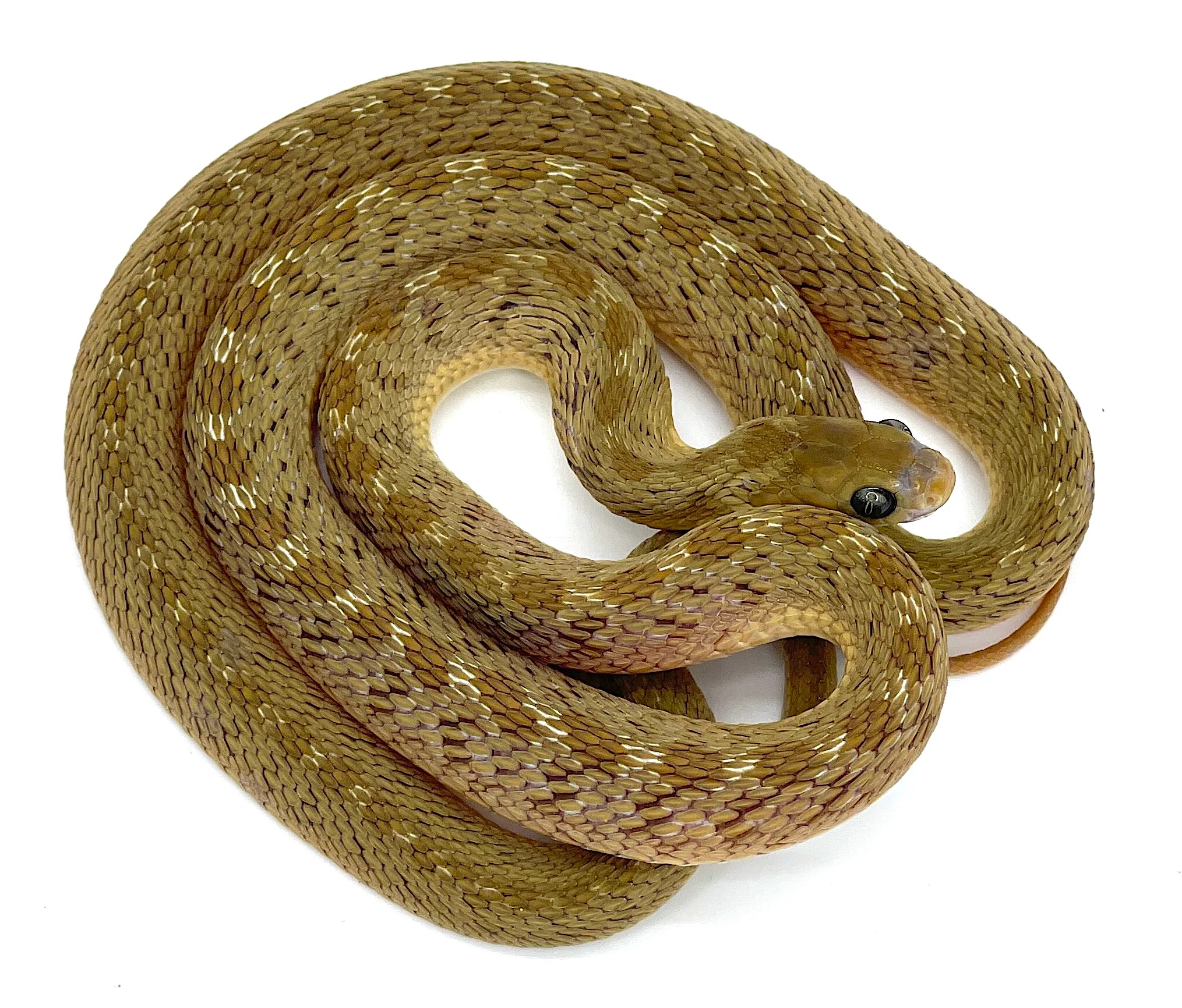 Egg Eating Snake