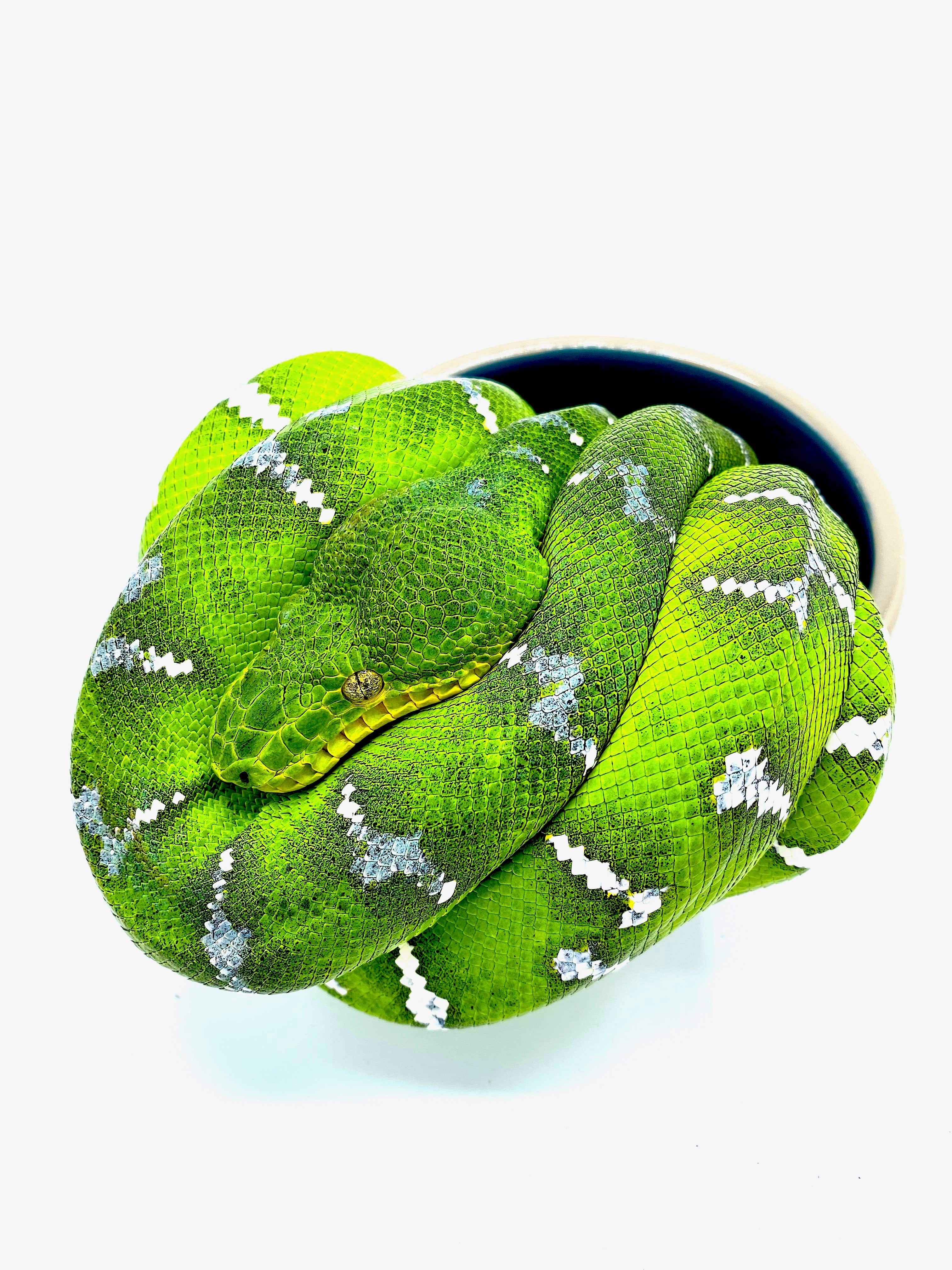 Emerald Tree Boa (Corallus caninus)