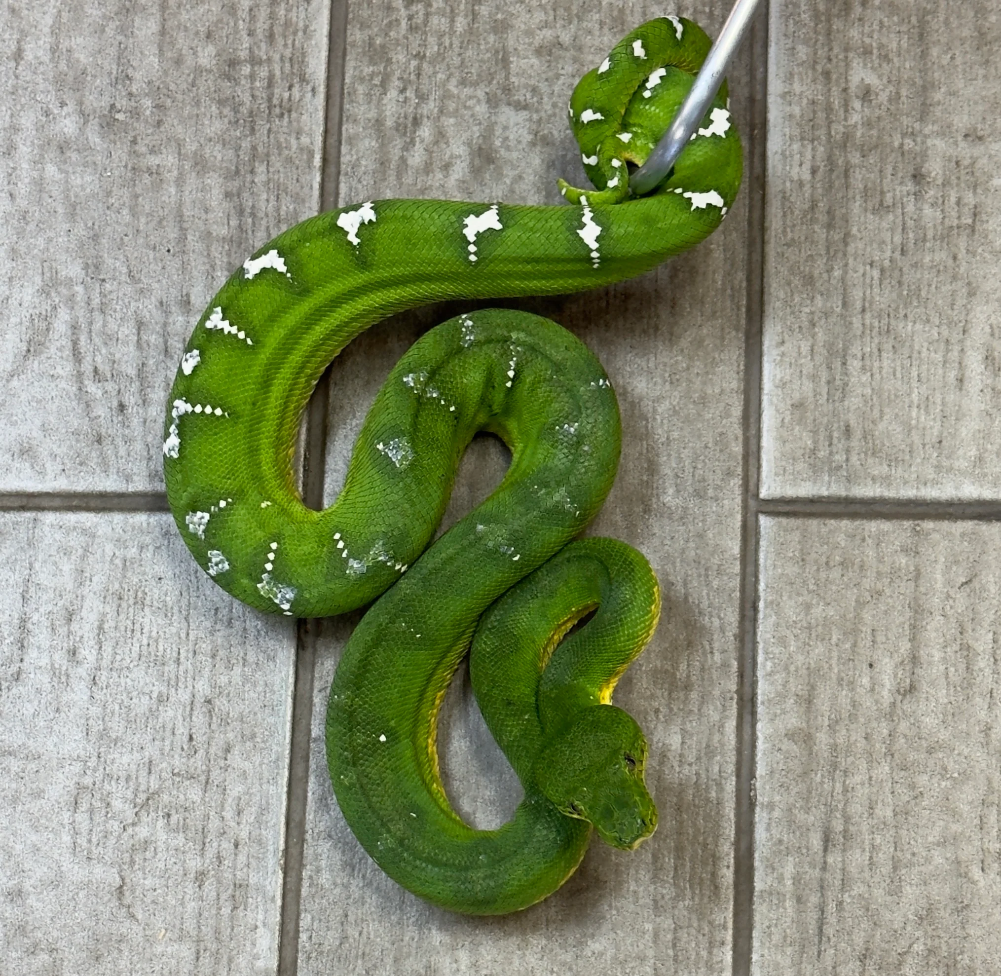 Emerald Tree Boa Female (ETBF2) - Image 2