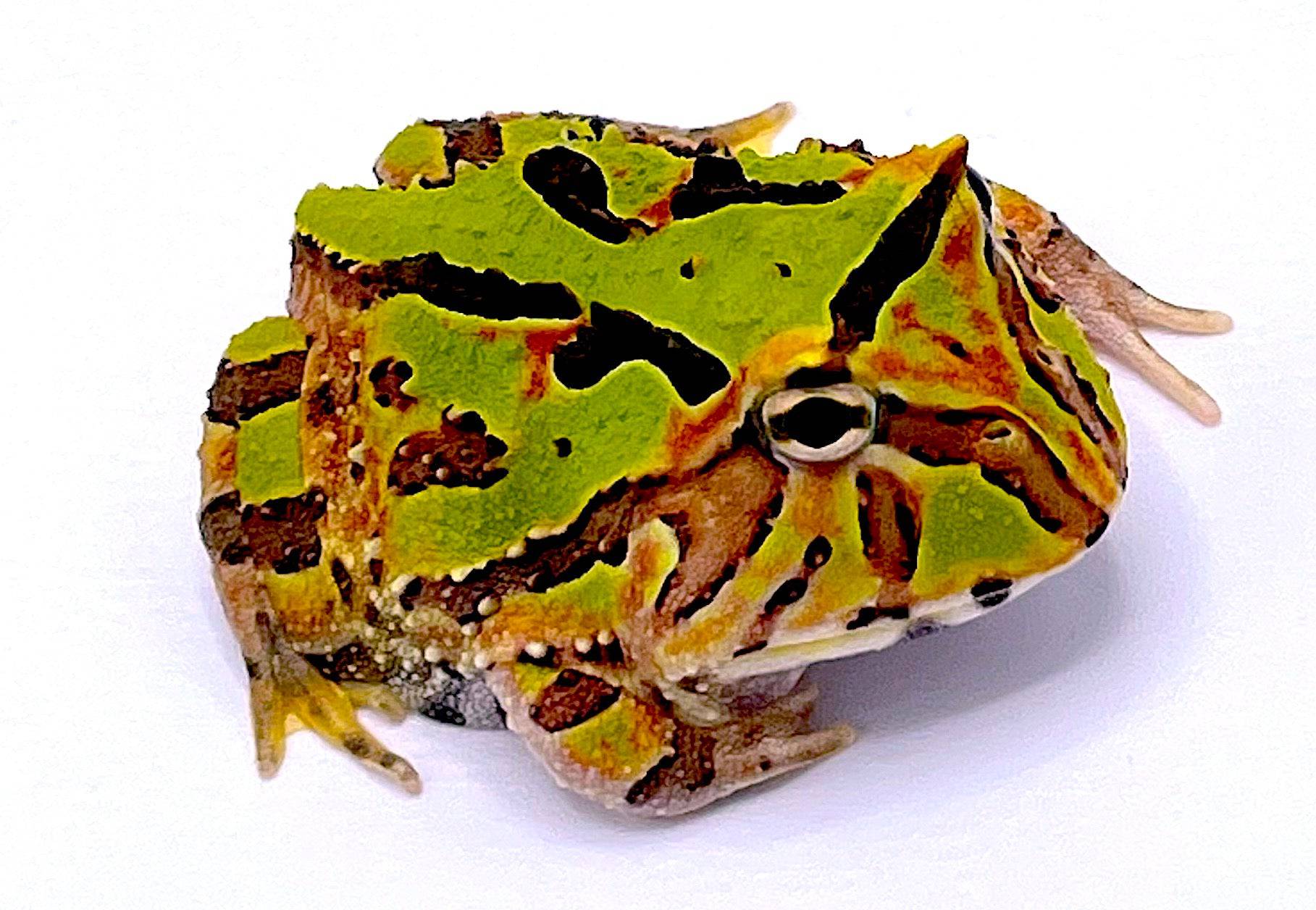 Fantasy Pacman Frog