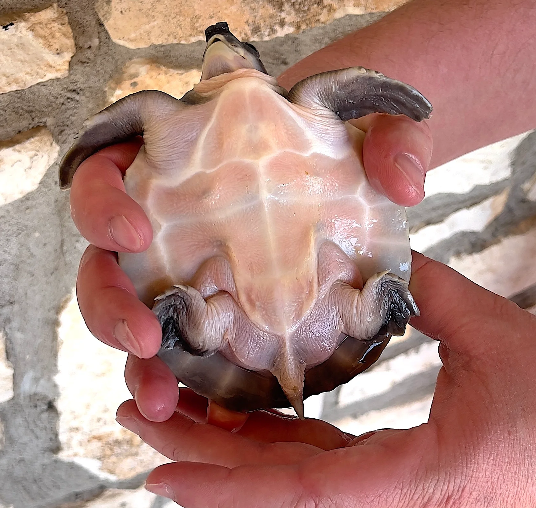 Fly River Turtle - Image 2