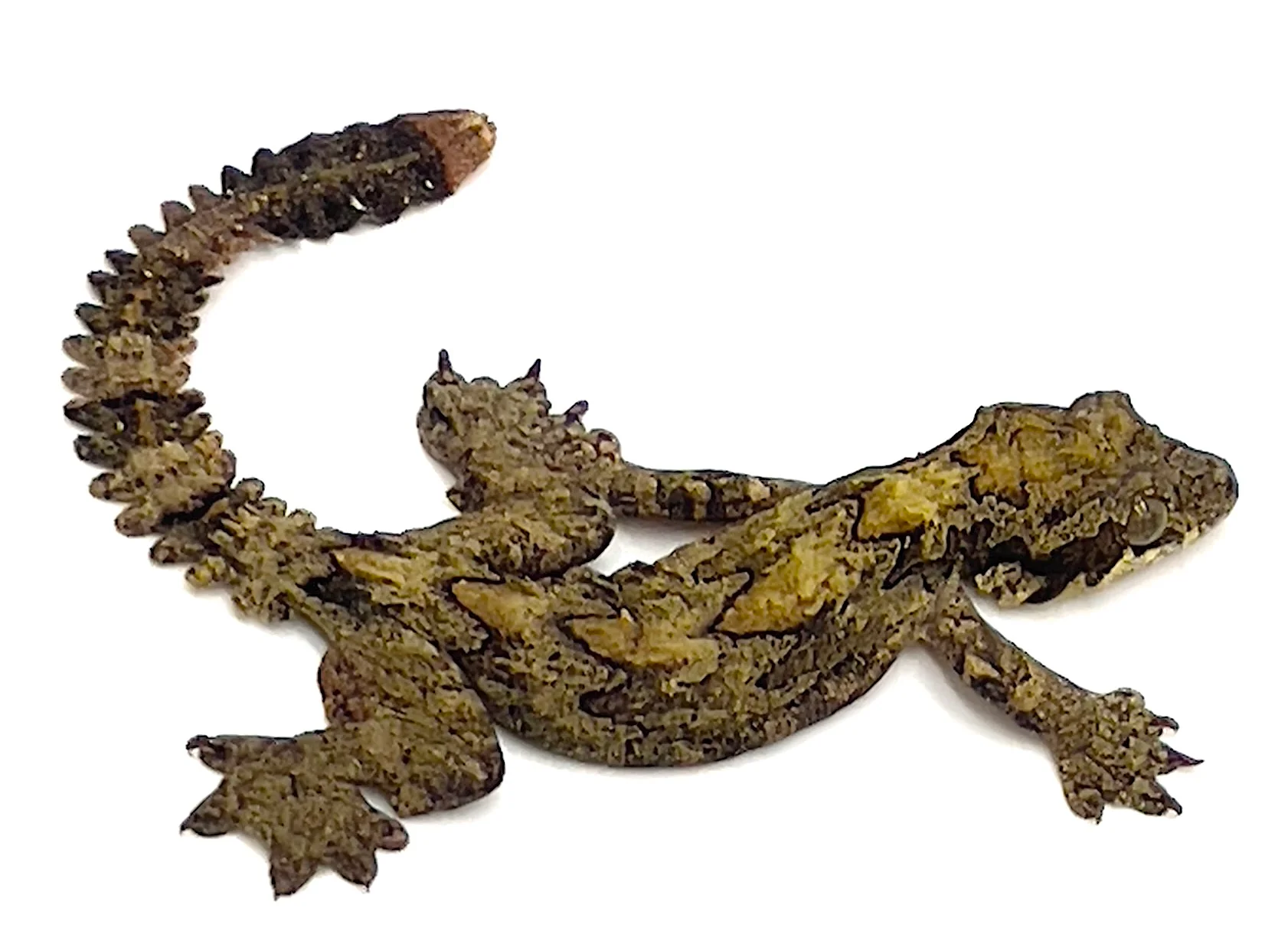 Flying Gecko (Ptychozoon kuhli)