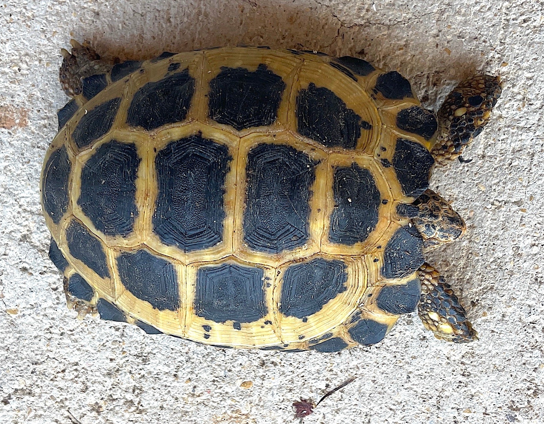 Forsten's tortoise