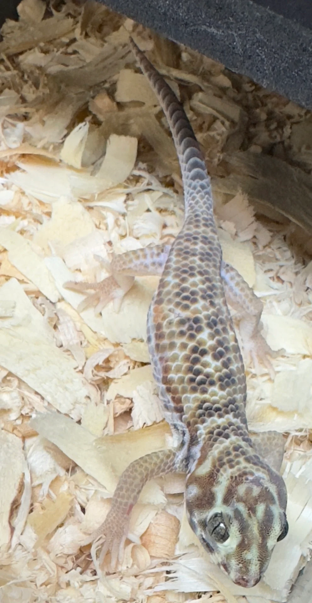 Frog Eyed Gecko (Teratoscincus scincus) - Image 2