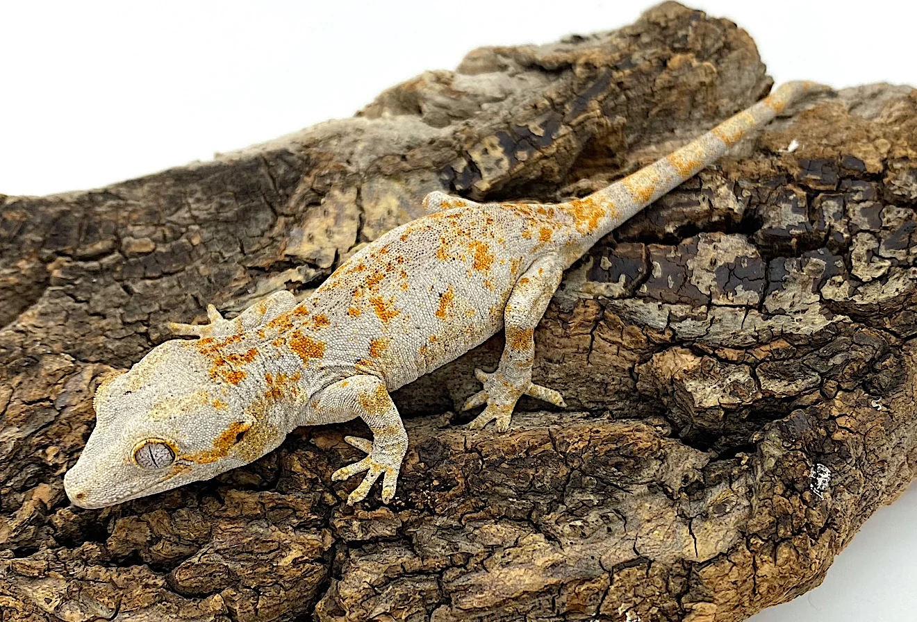 Gargoyle Gecko High Color