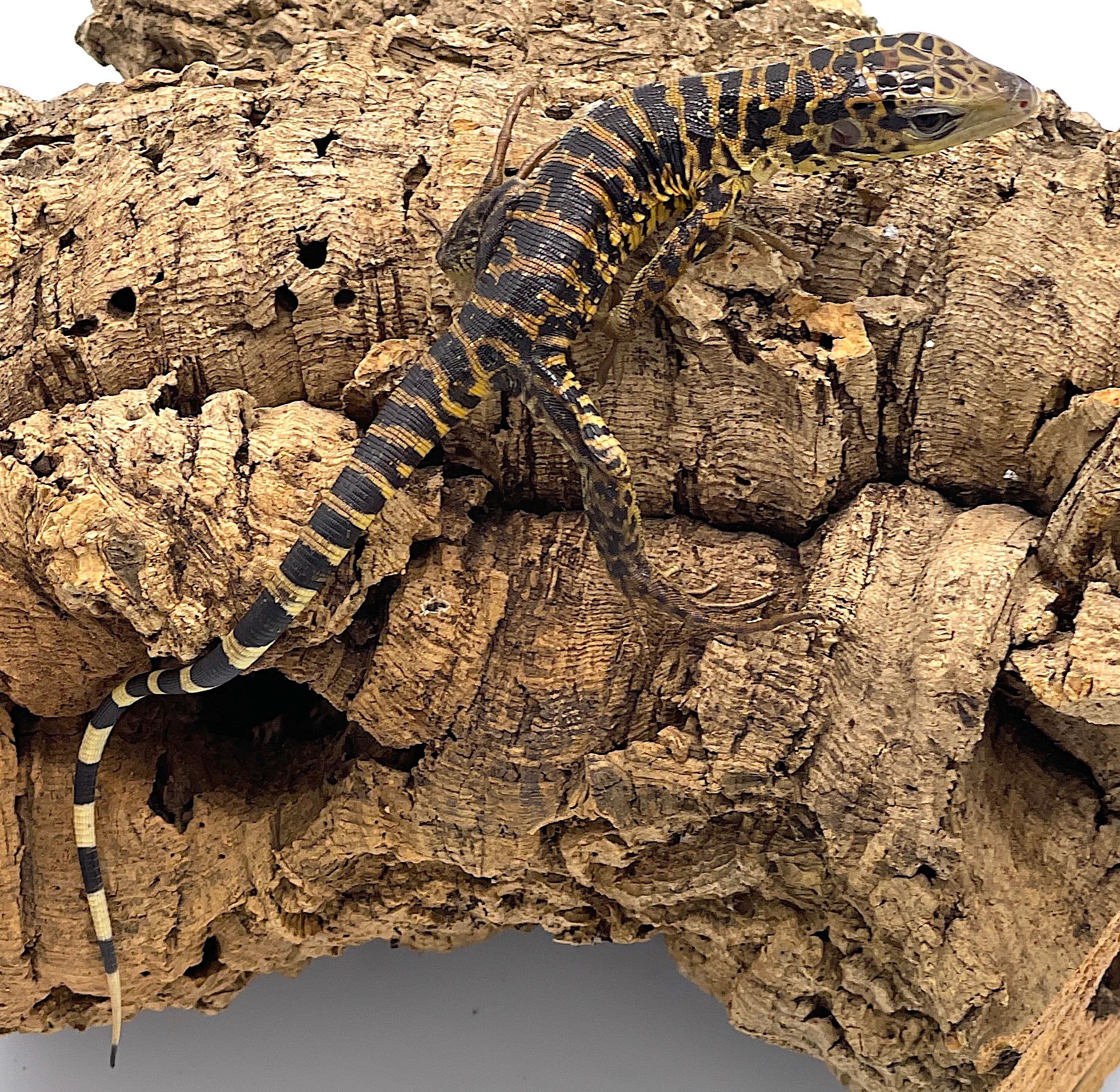 Gold Tegu