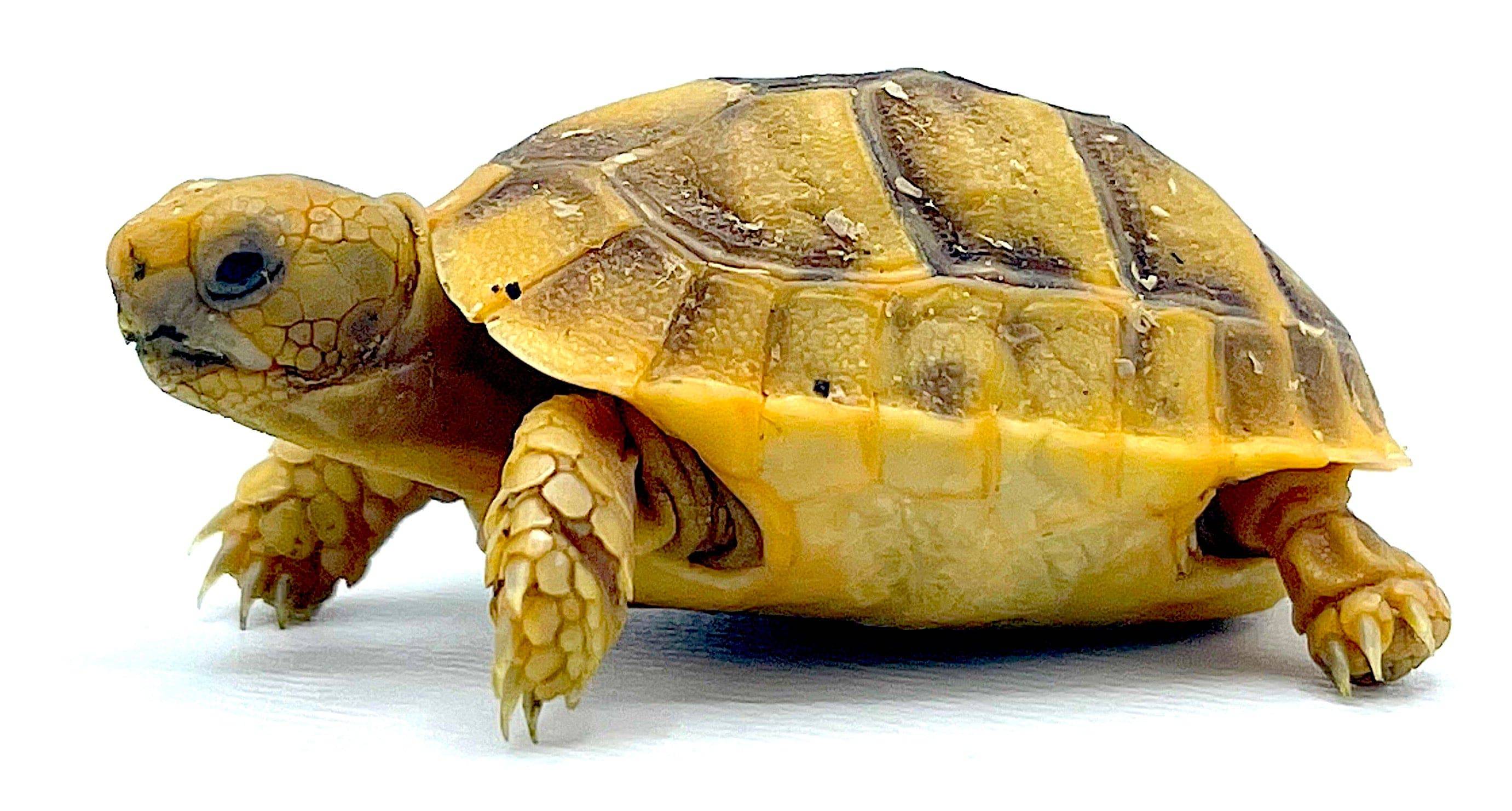 Golden Greek Tortoise Baby