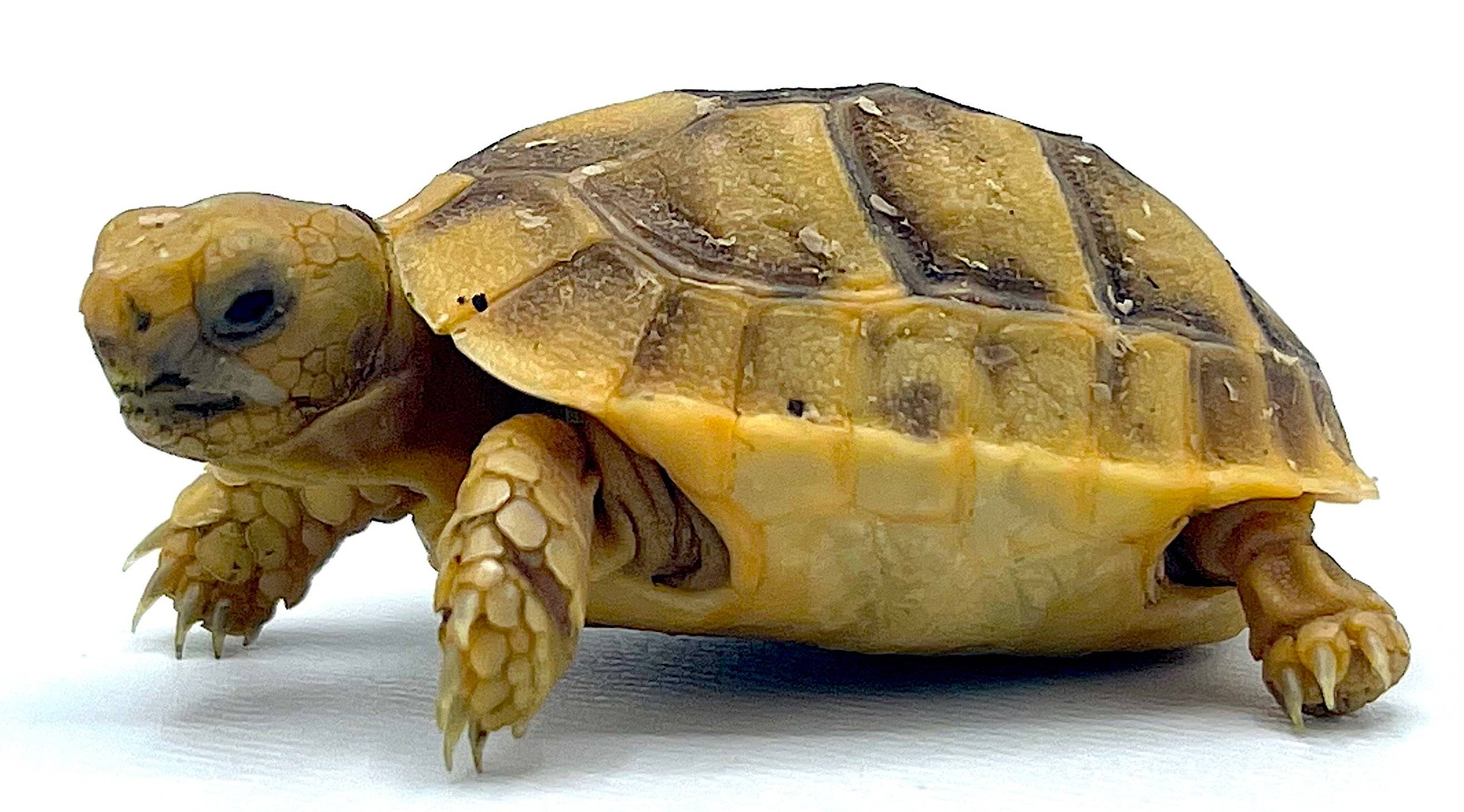 Golden Greek Tortoise Baby - Image 2