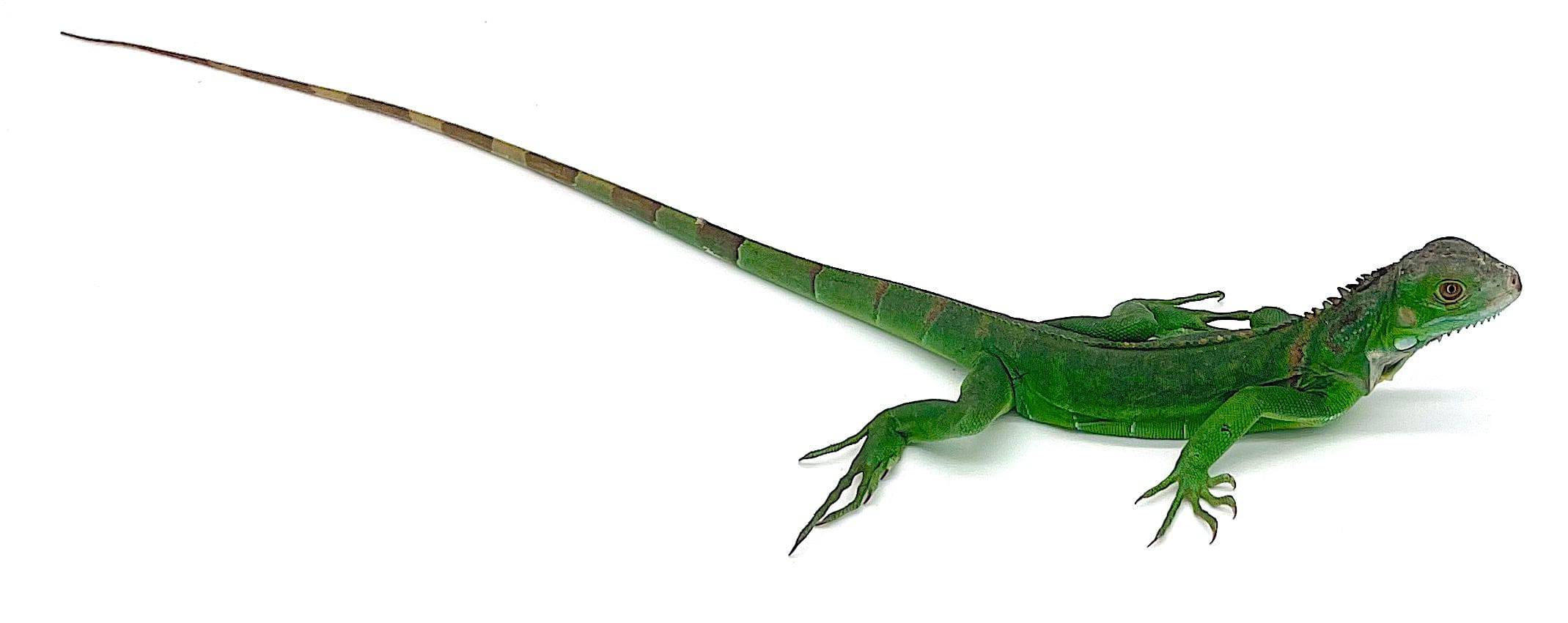 Green Iguana