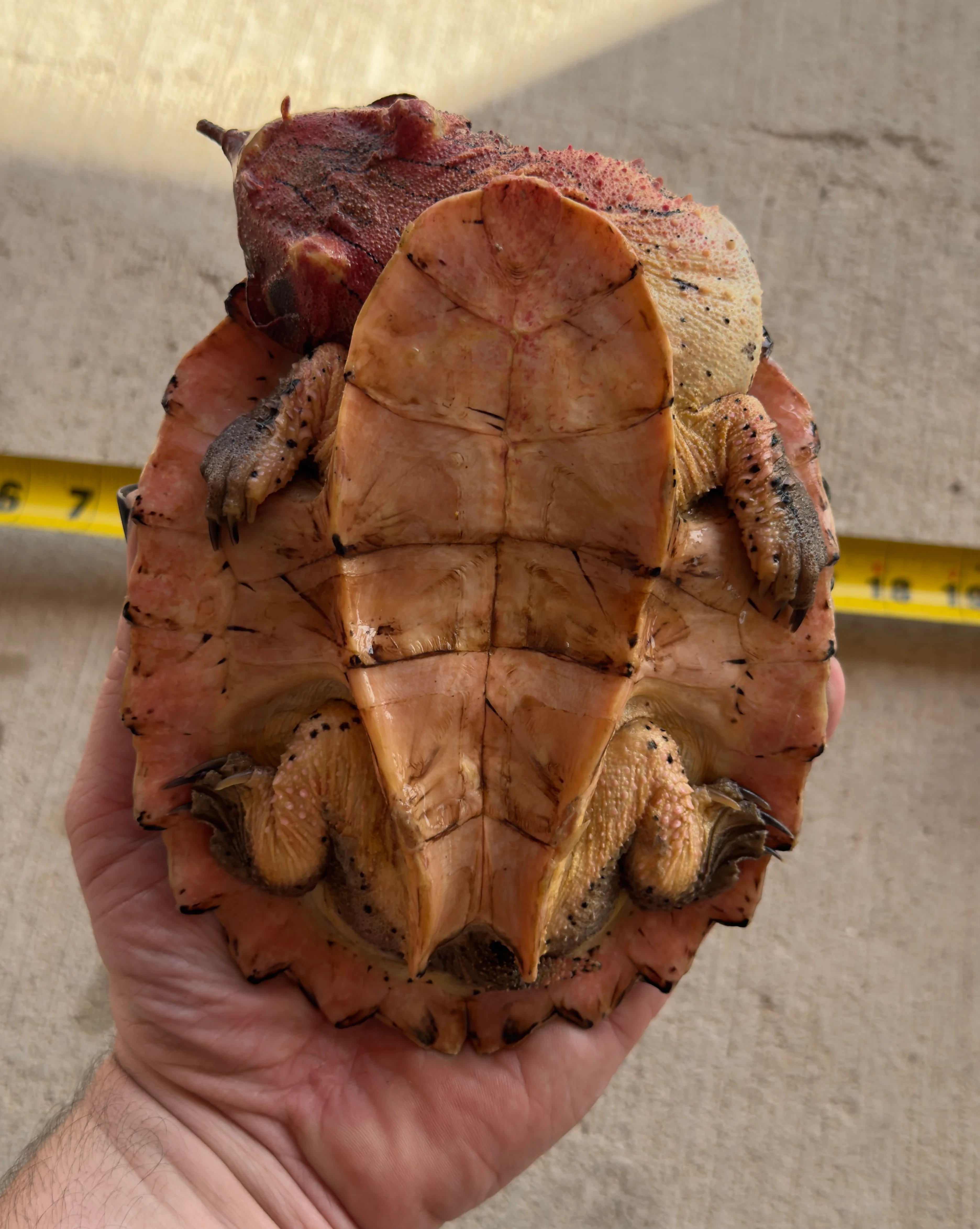 Guyana Mata Mata Turtle (MMT3) - Image 2