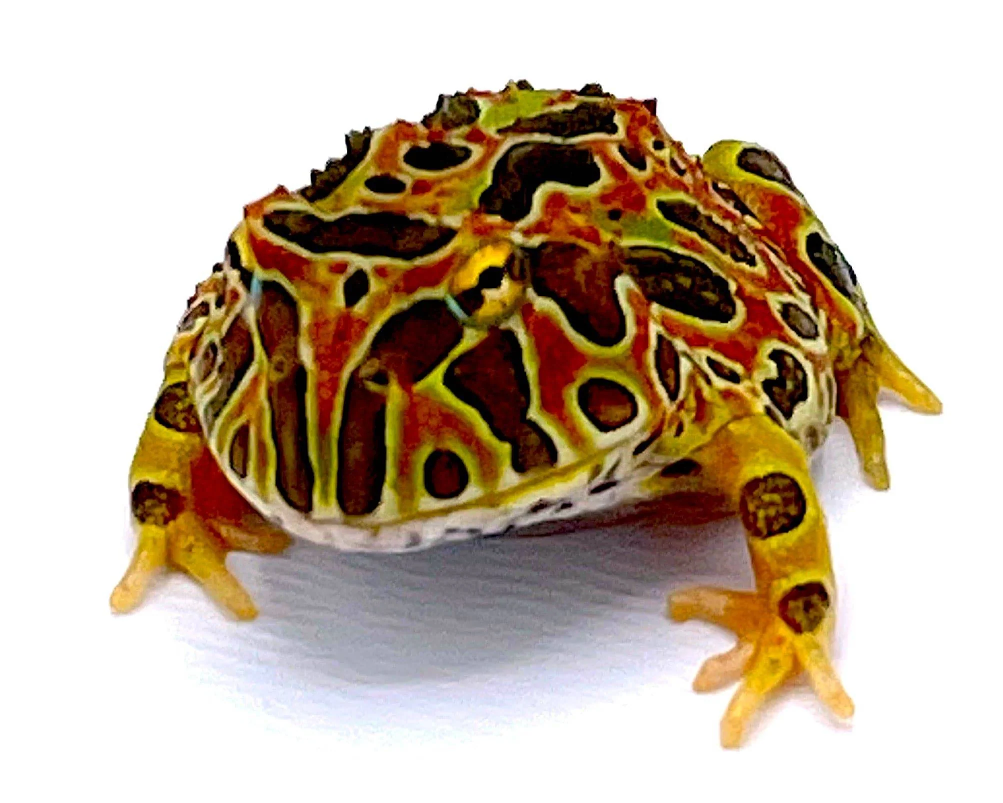 High Red Ornate Pacman Frog