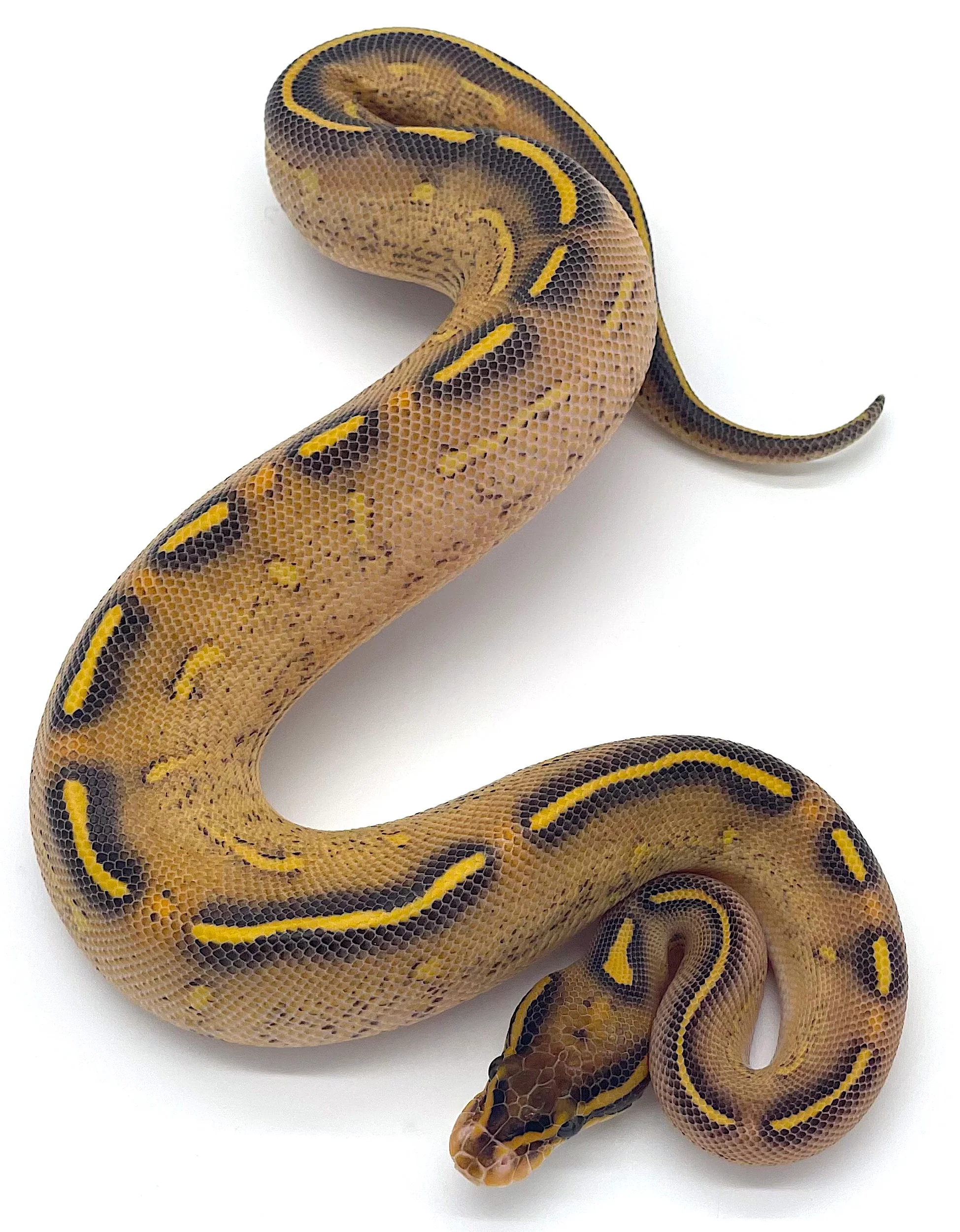Highway Ball Python