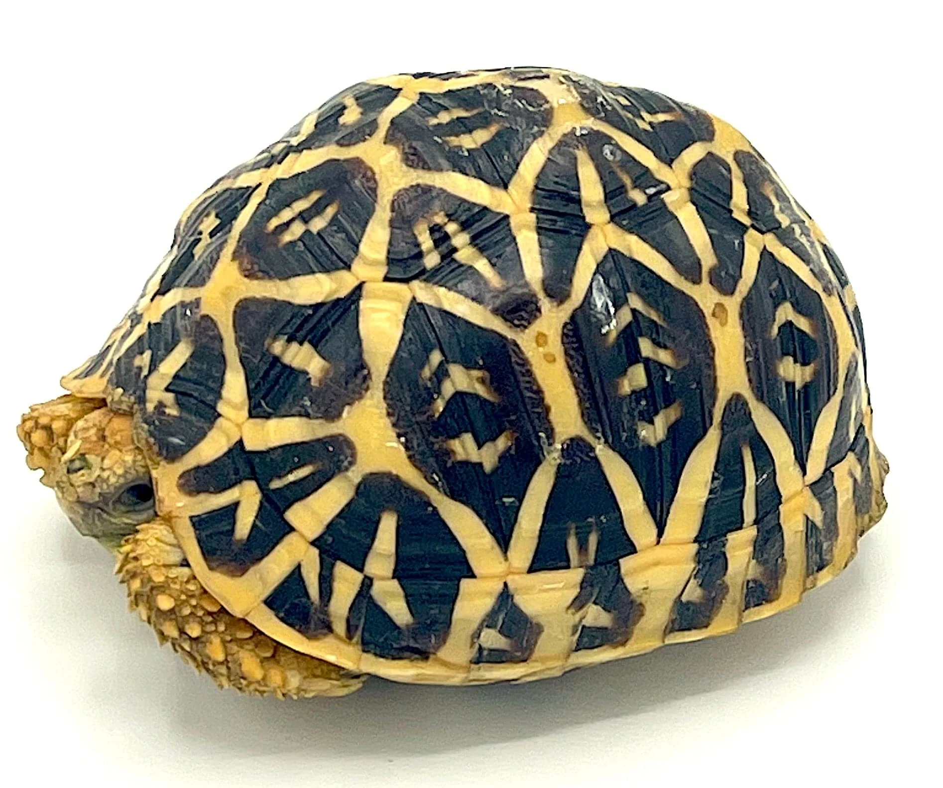 Indian Star Tortoise 3"