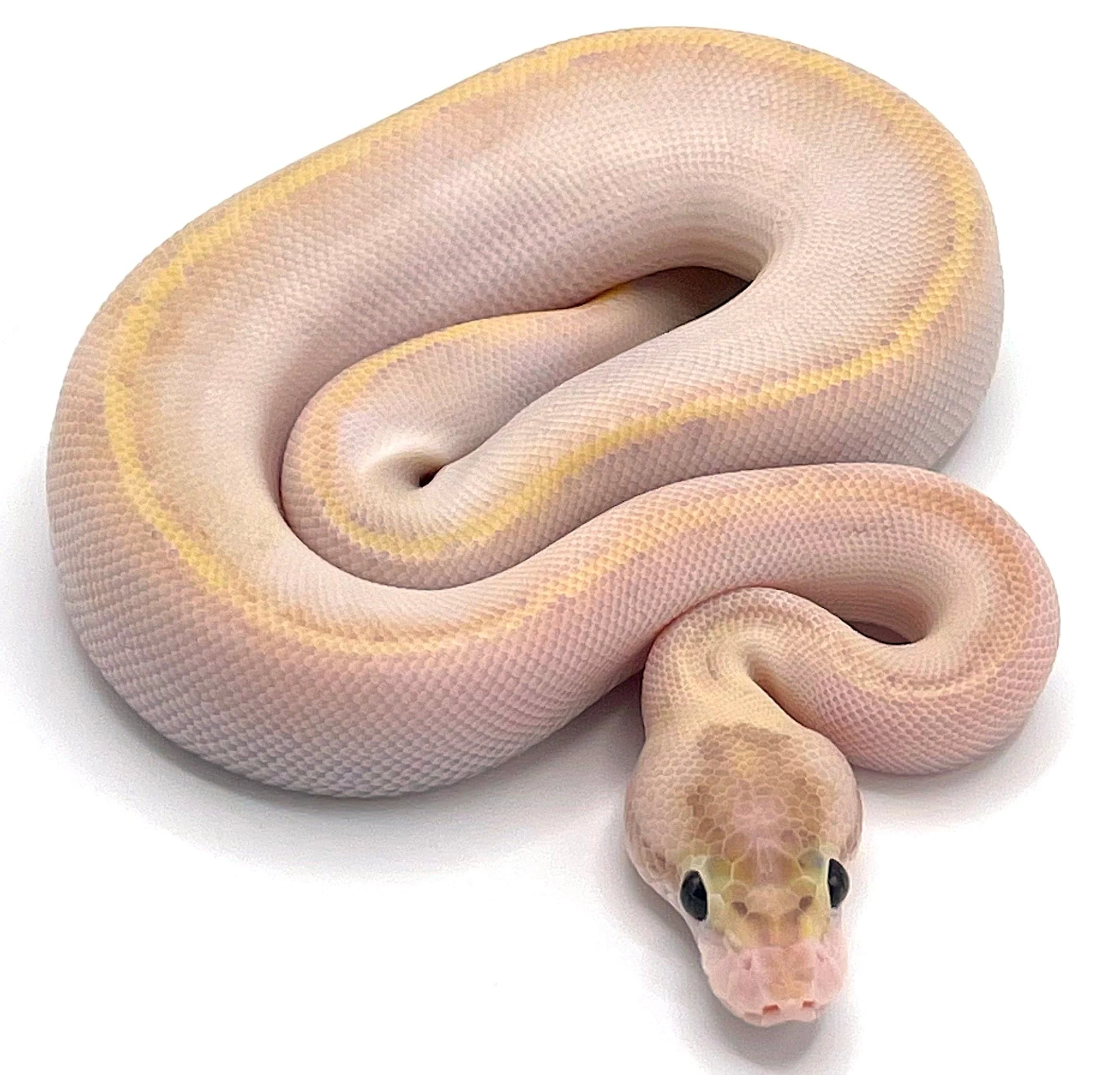 Ivory Ball Python