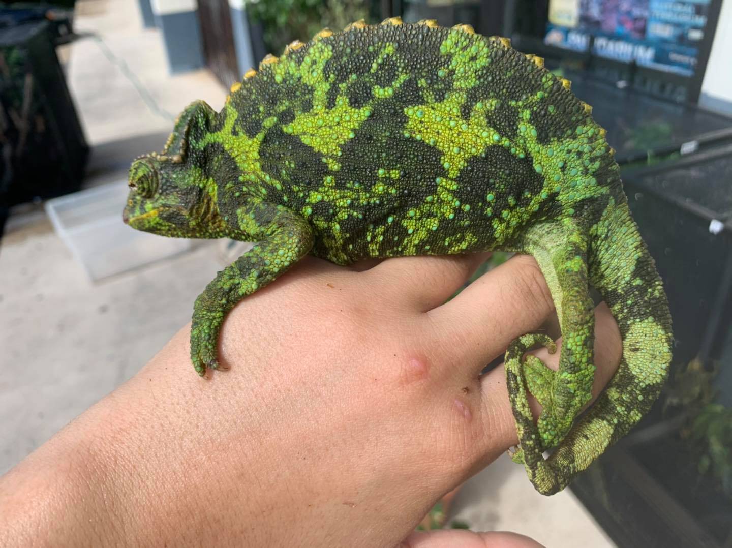 Jacksons Chameleons - Image 3