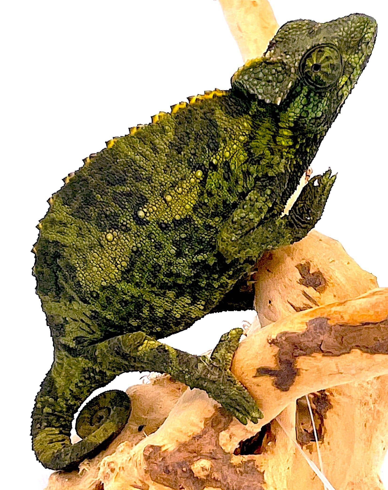 Jacksons Chameleons - Image 4