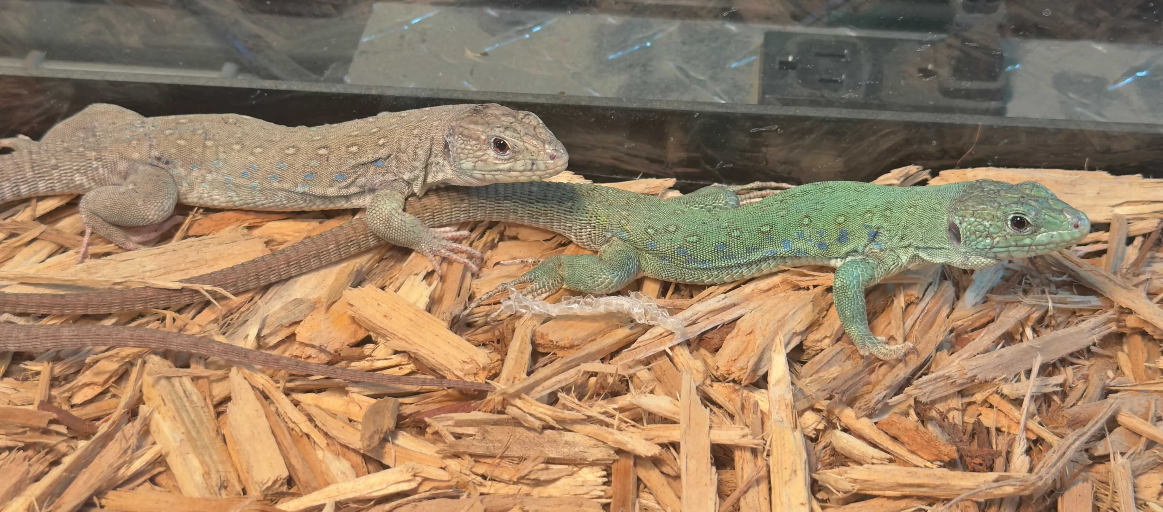 Lizards