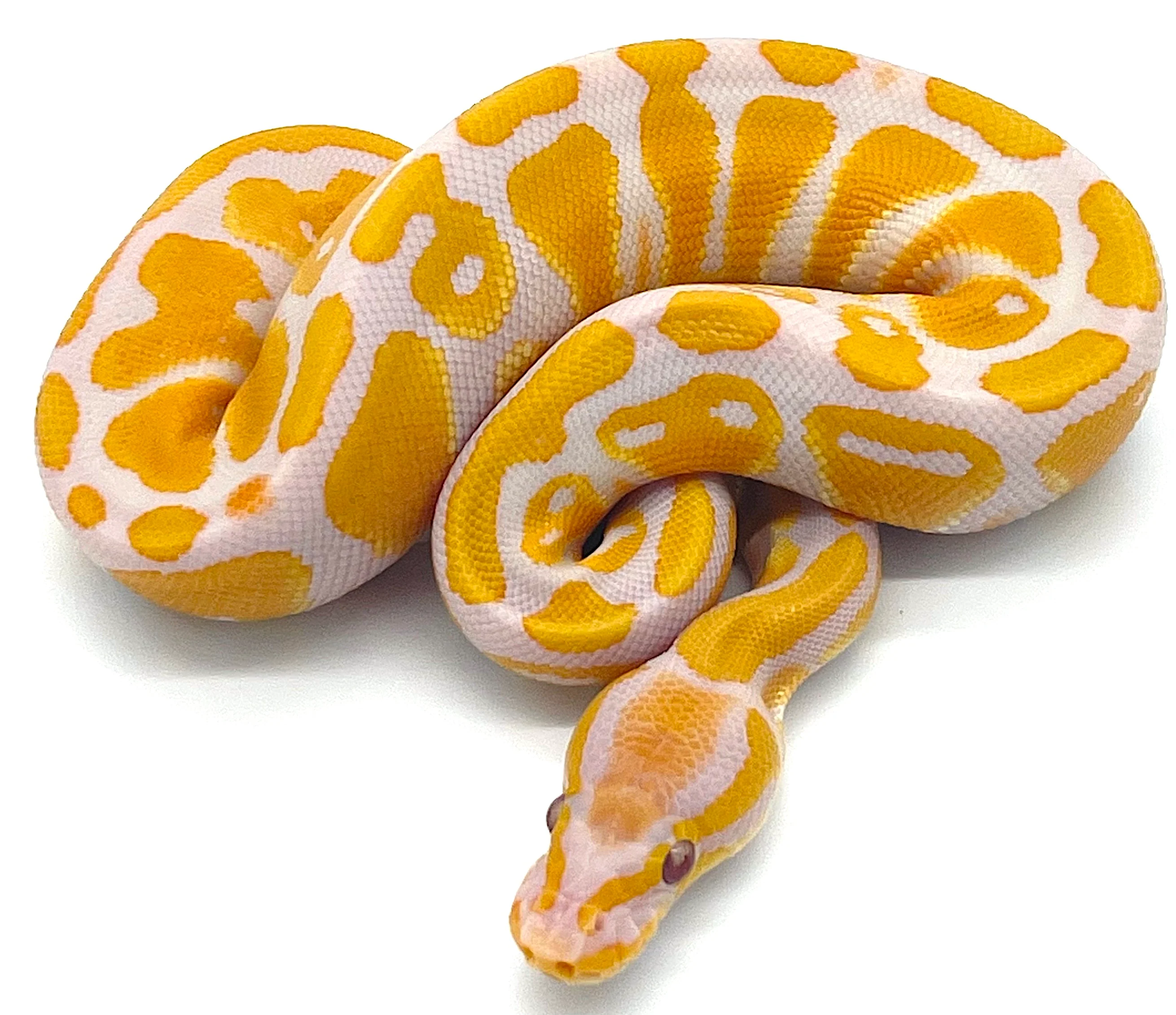 Lavender Albino Ball Python