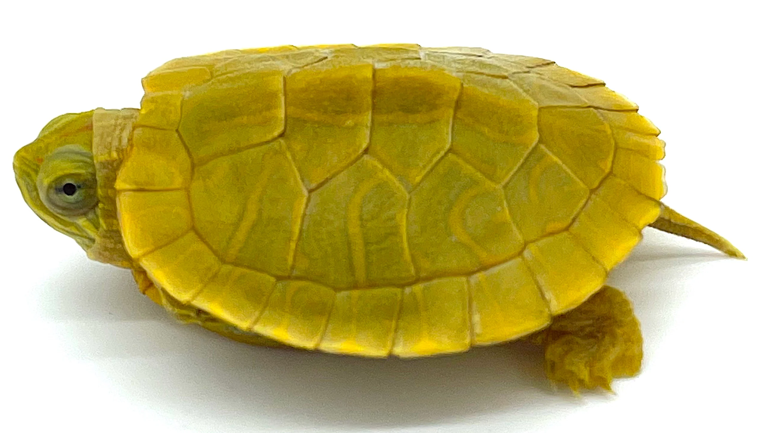Lime Green Red Ear Slider