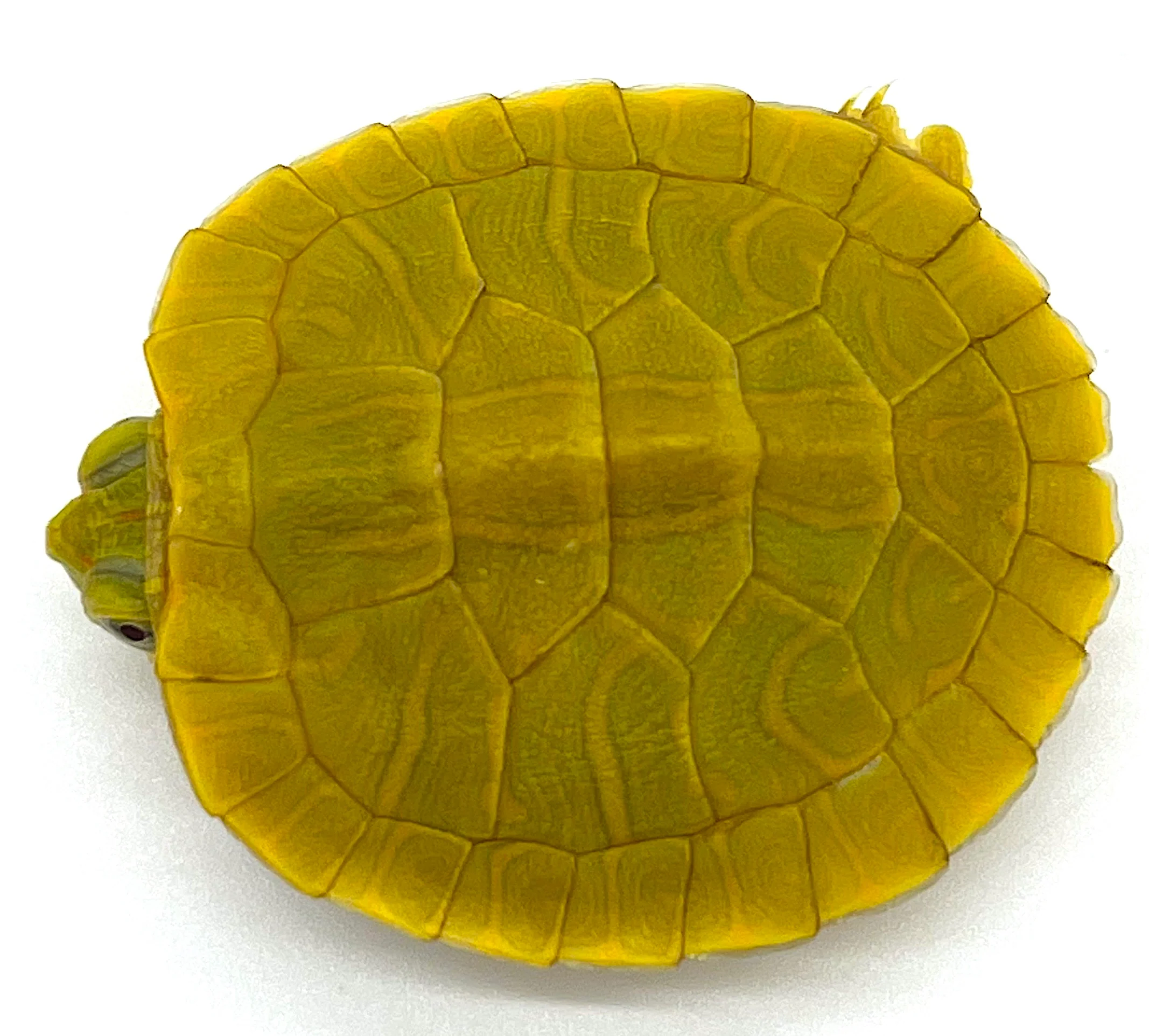 Lime Green Red Ear Slider - Image 2