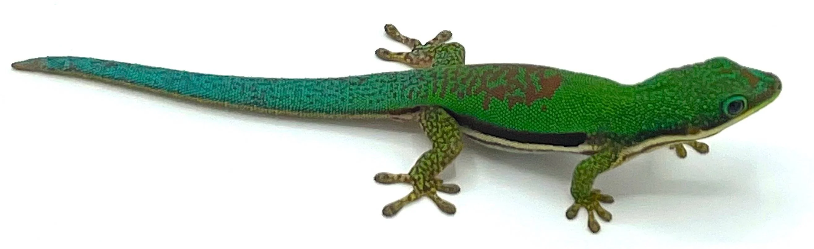 Lined Day Gecko (Phelsuma lineata)