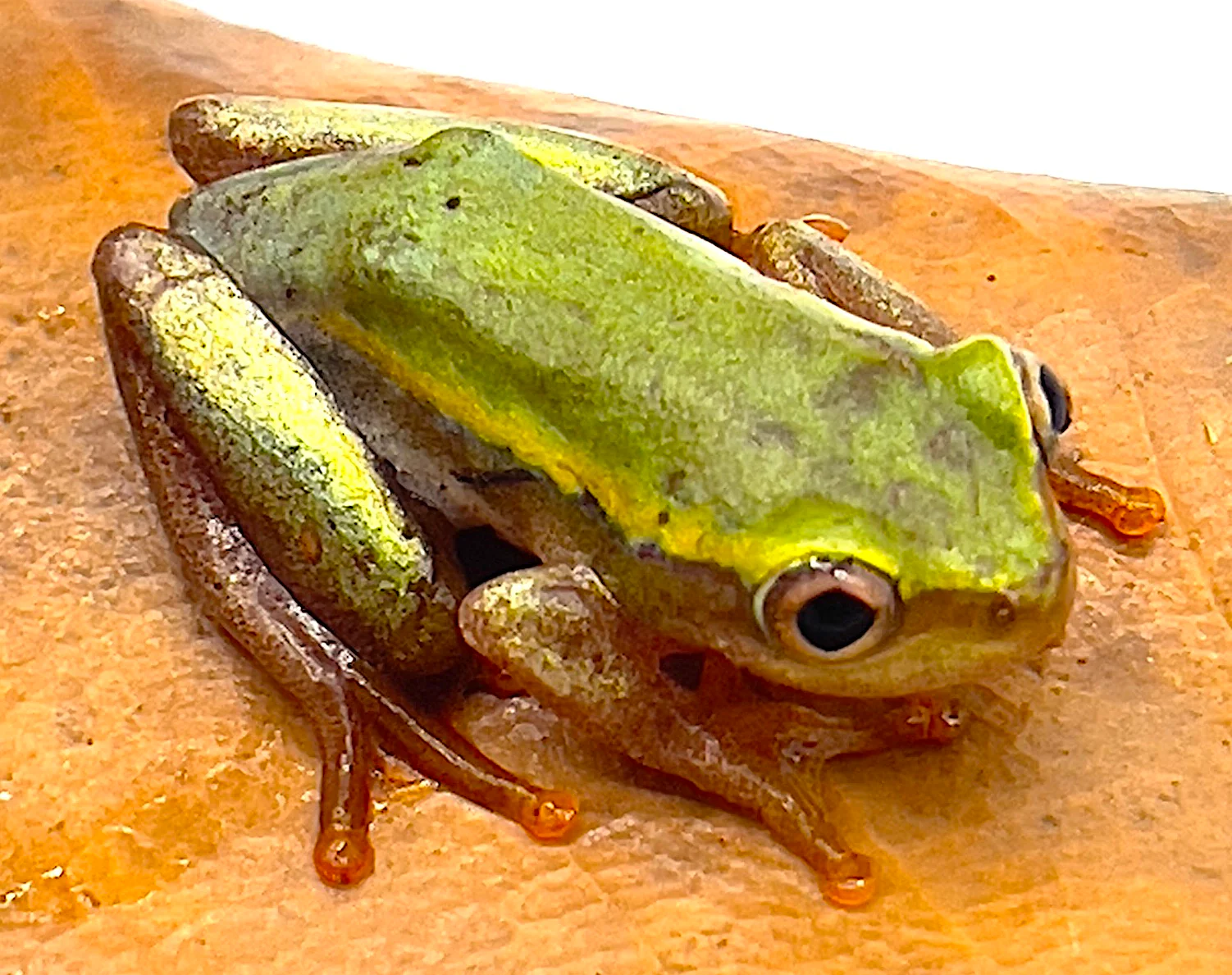 Madagascar Reed Frog (Heterixalus betsileo)