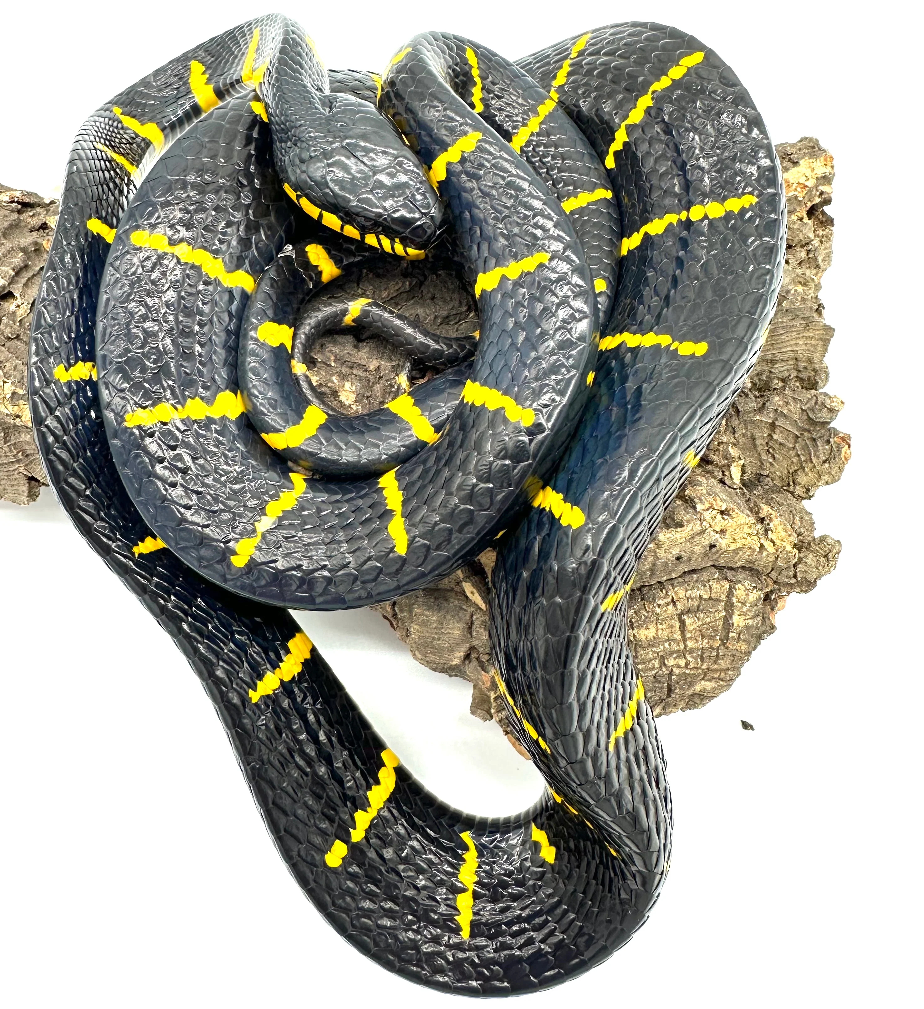 Malaysian Mangrove Snakes (Boiga dendrophila)