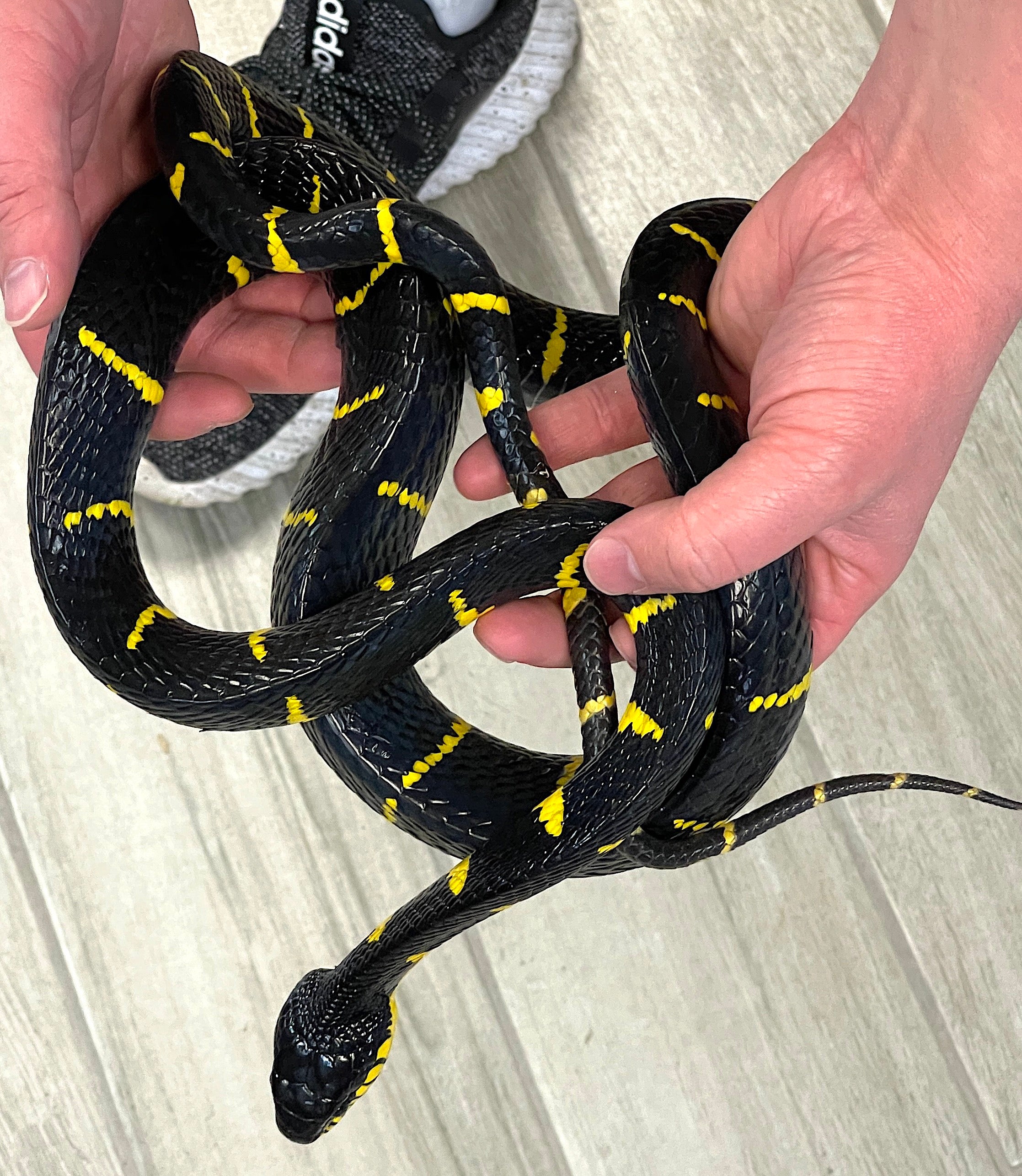 Malaysian Mangrove Snakes (Boiga dendrophila) - Image 2