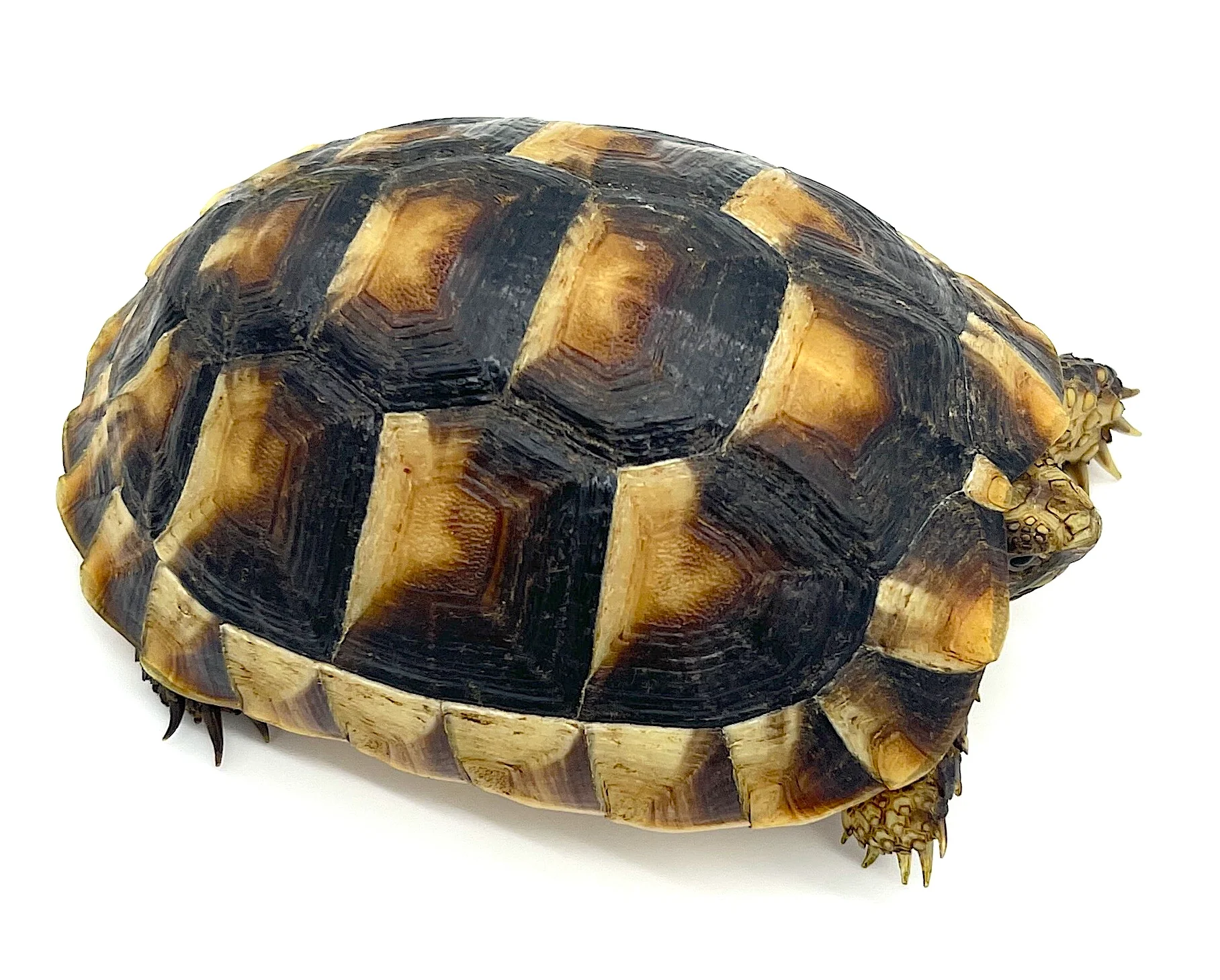 Marginated Tortoise 2" USA Captive Born and Bred