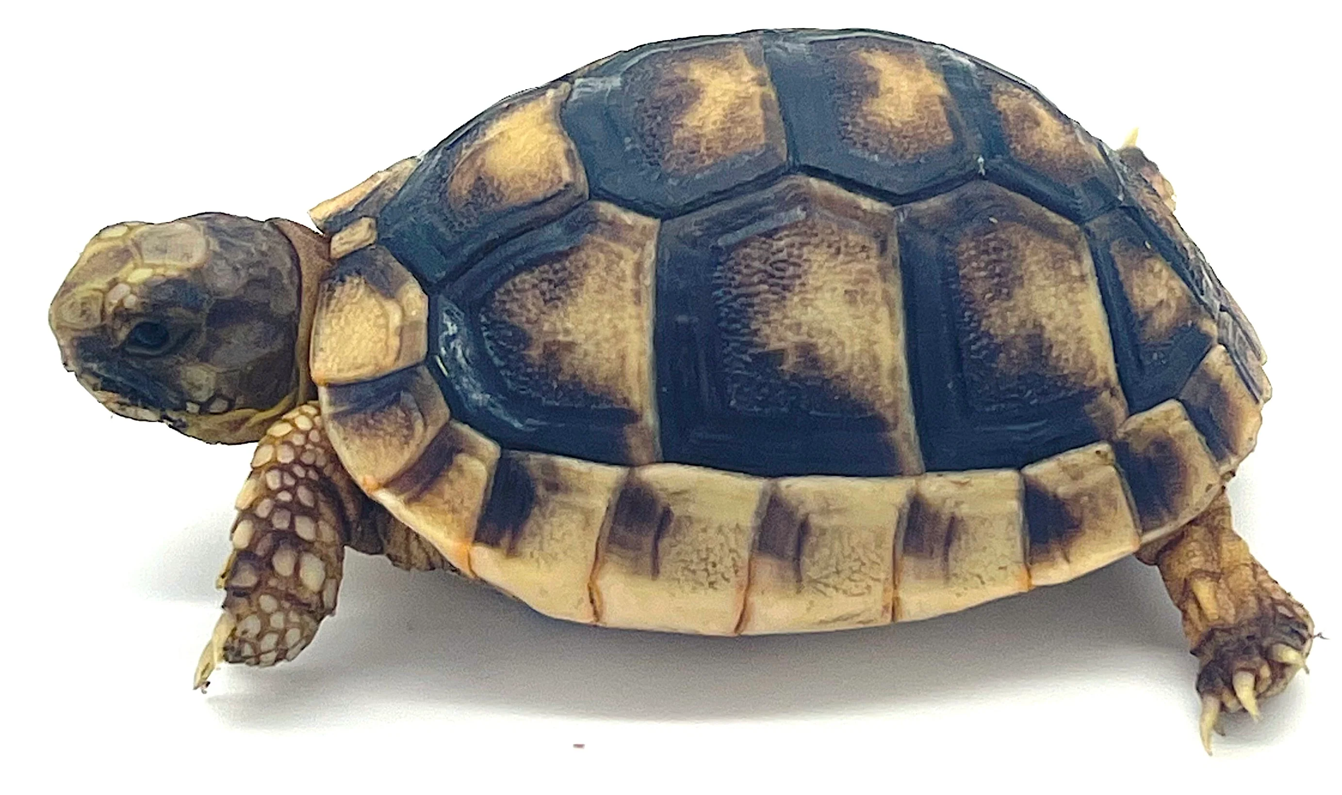 Marginated Tortoise 2" USA Captive Born and Bred - Image 2