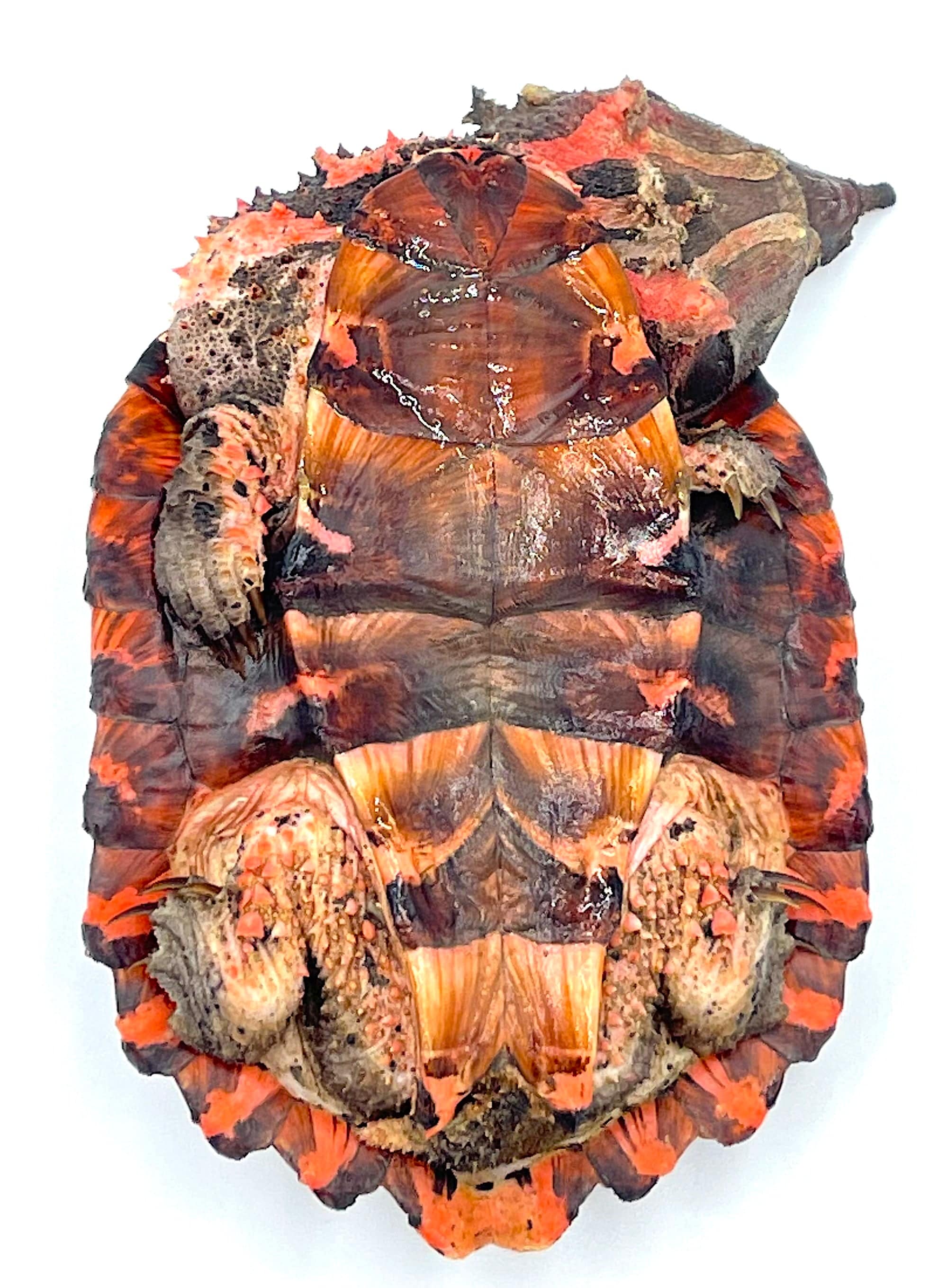 Mata Mata Turtle - Image 3