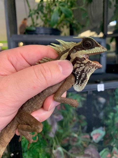 Natal's Horned Dragon (Acanthosaura nataliae) - Image 3