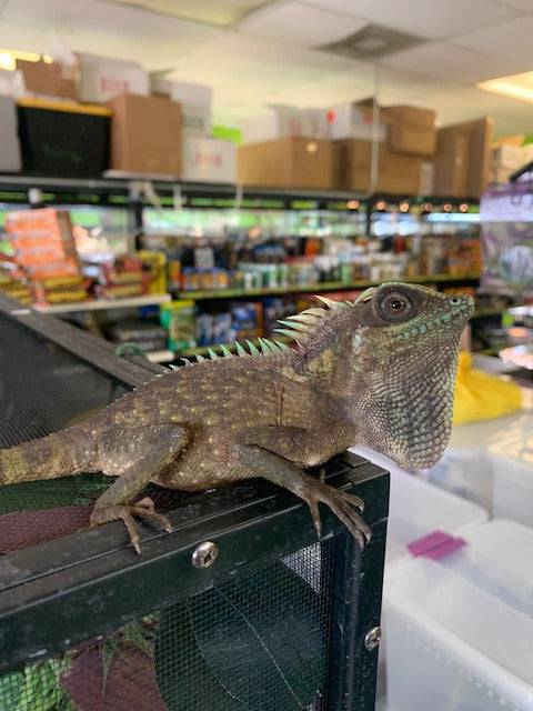 Natal's Horned Dragon (Acanthosaura nataliae) - Image 4