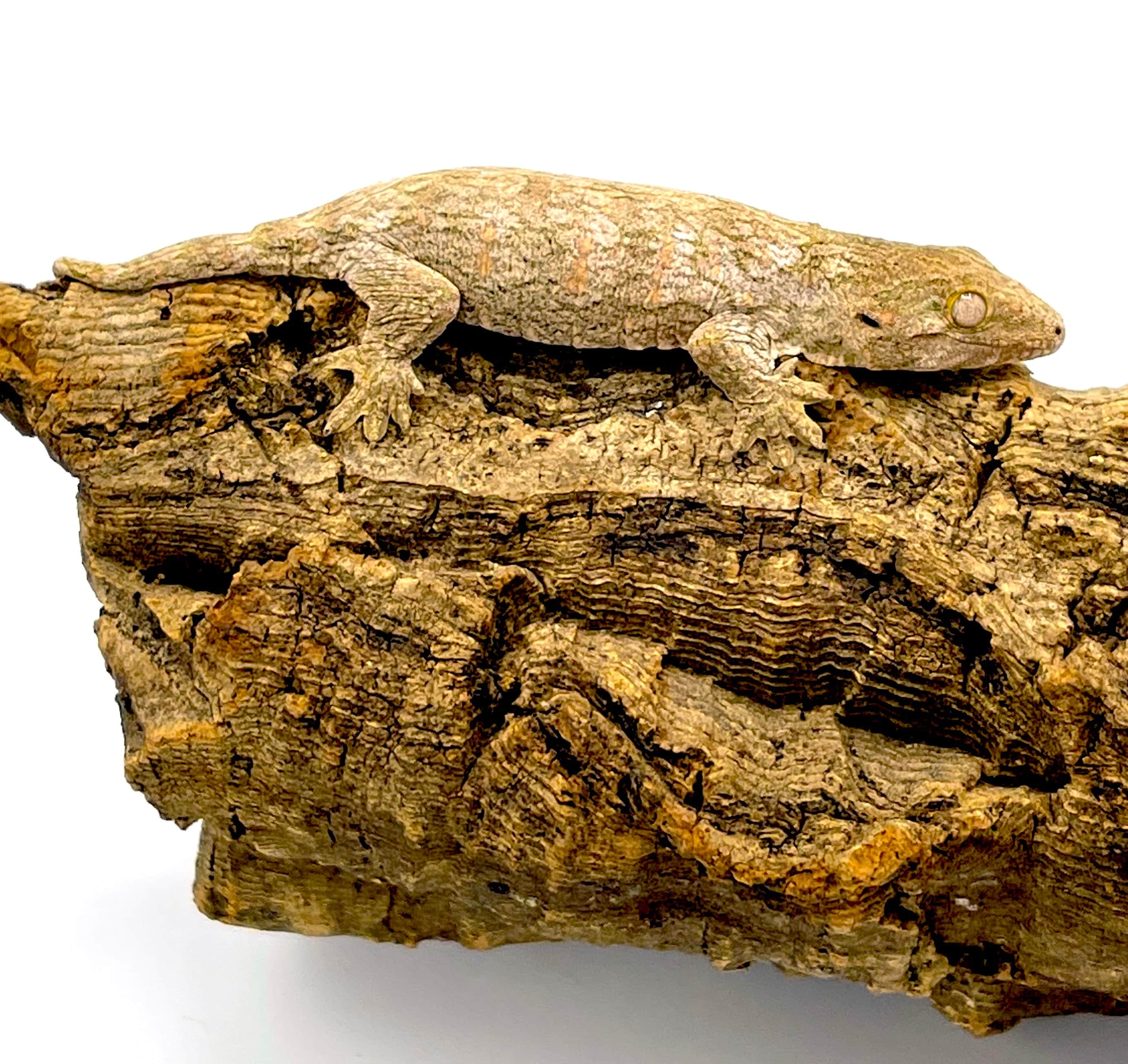 New Caledonia Giant Gecko (Rhacodactylus leachianus)