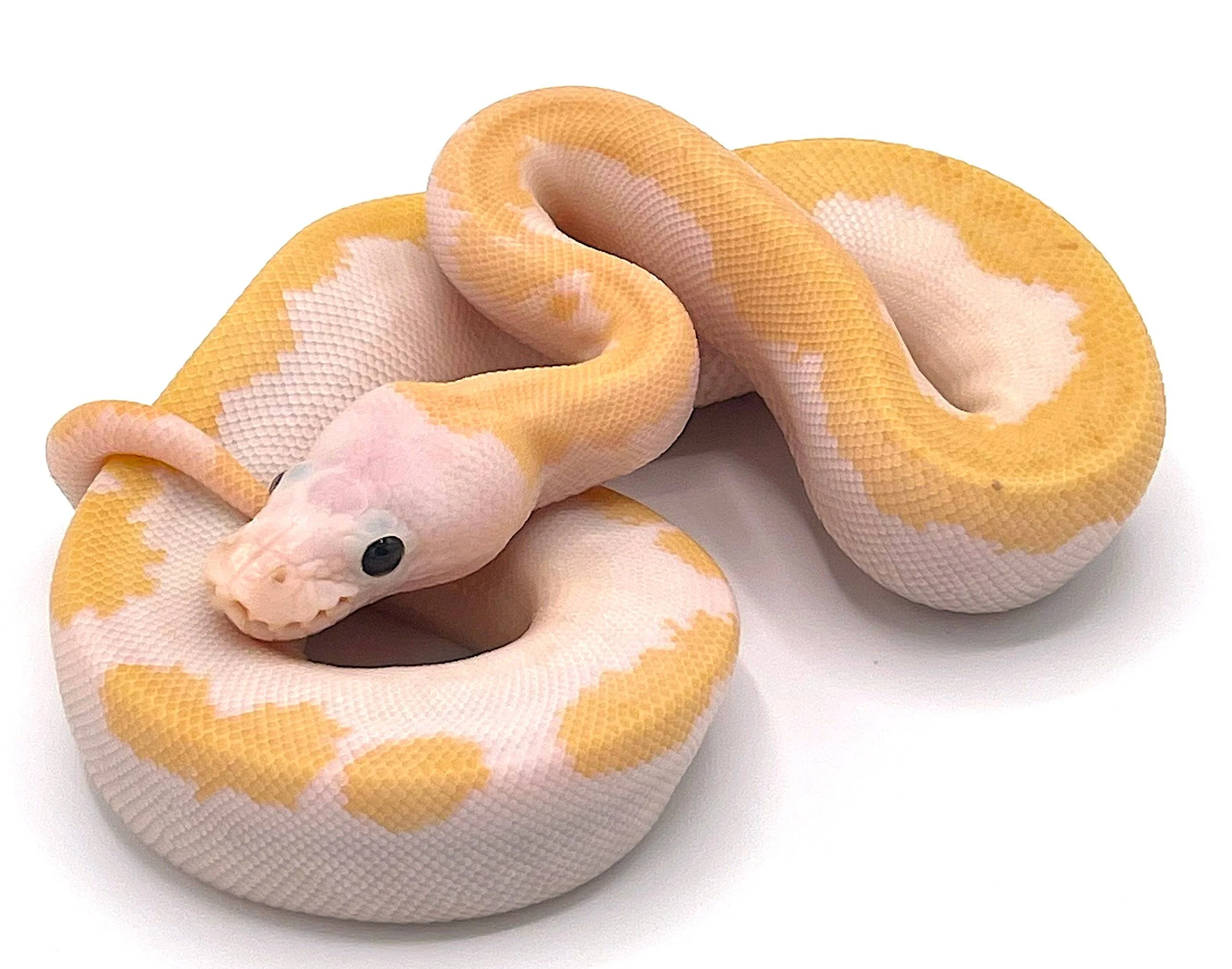Orange Dream Super Fire Ball Python
