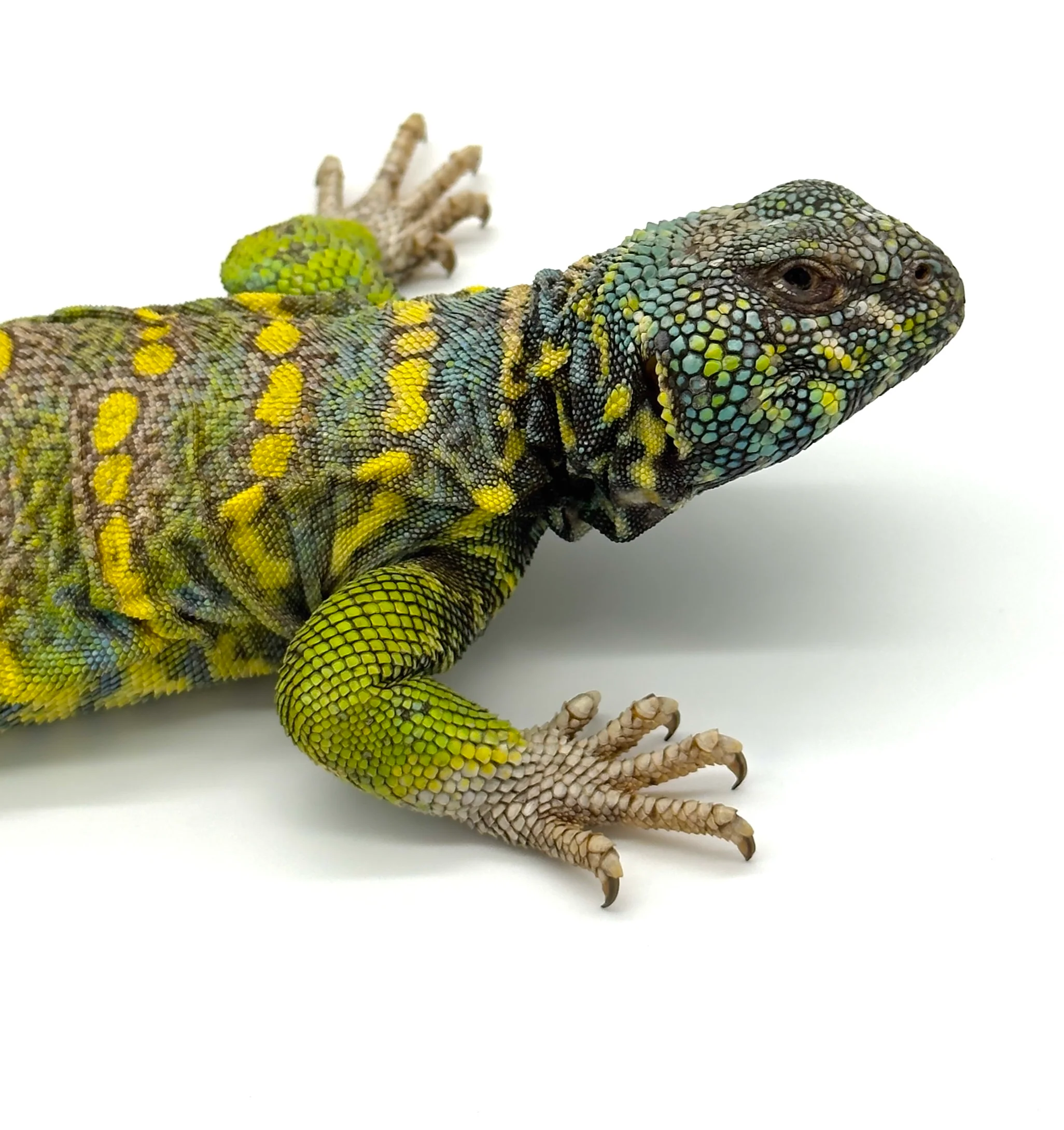 Ornate Uromastyx ADULTS (uromastyx ornata) - Image 3