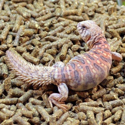 CBB Ornate Uromastyx BABIES (Uromastyx ornata)- SALE! - Image 3