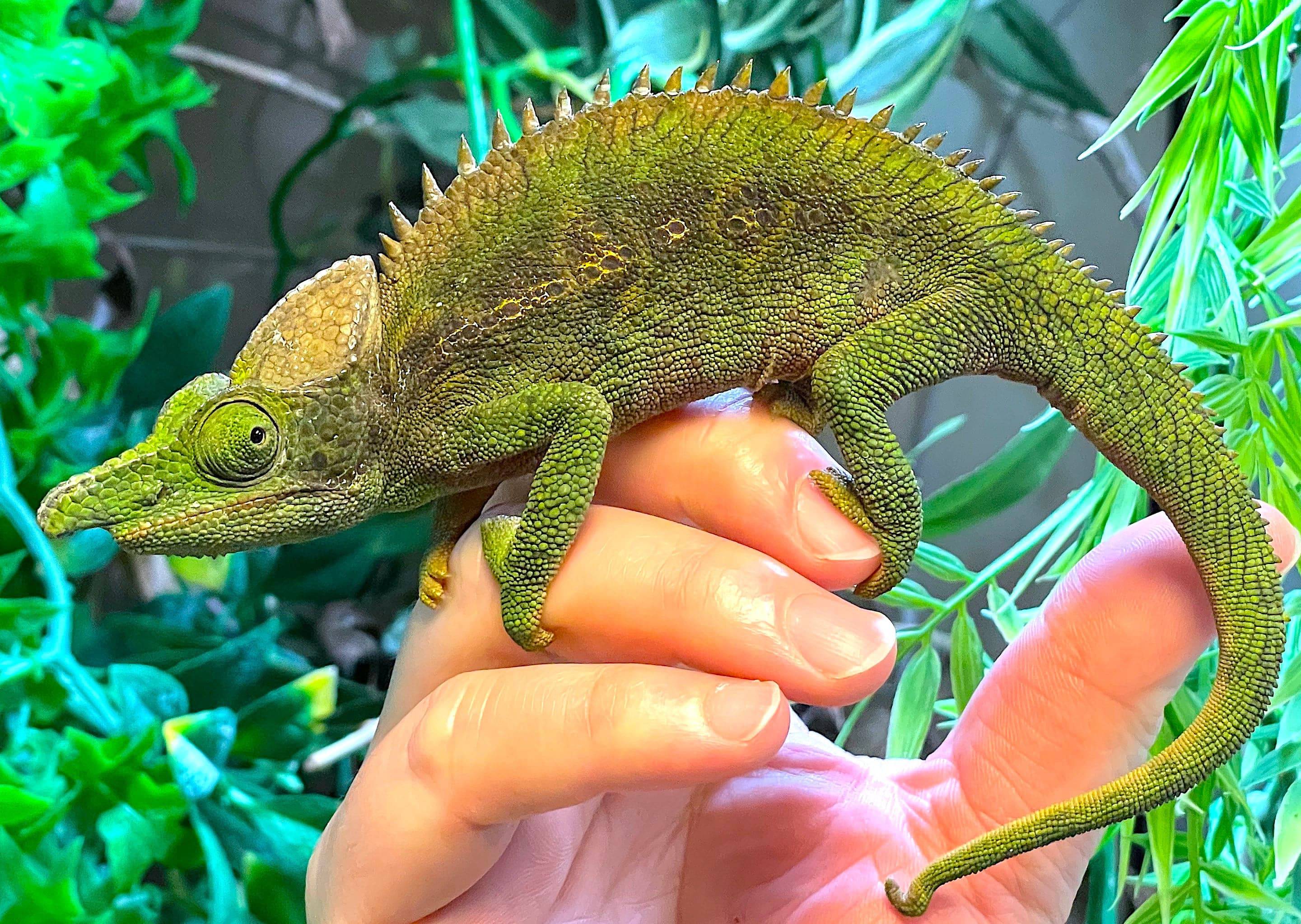 Paddle Nose Chameleons (Antimena) - Image 2
