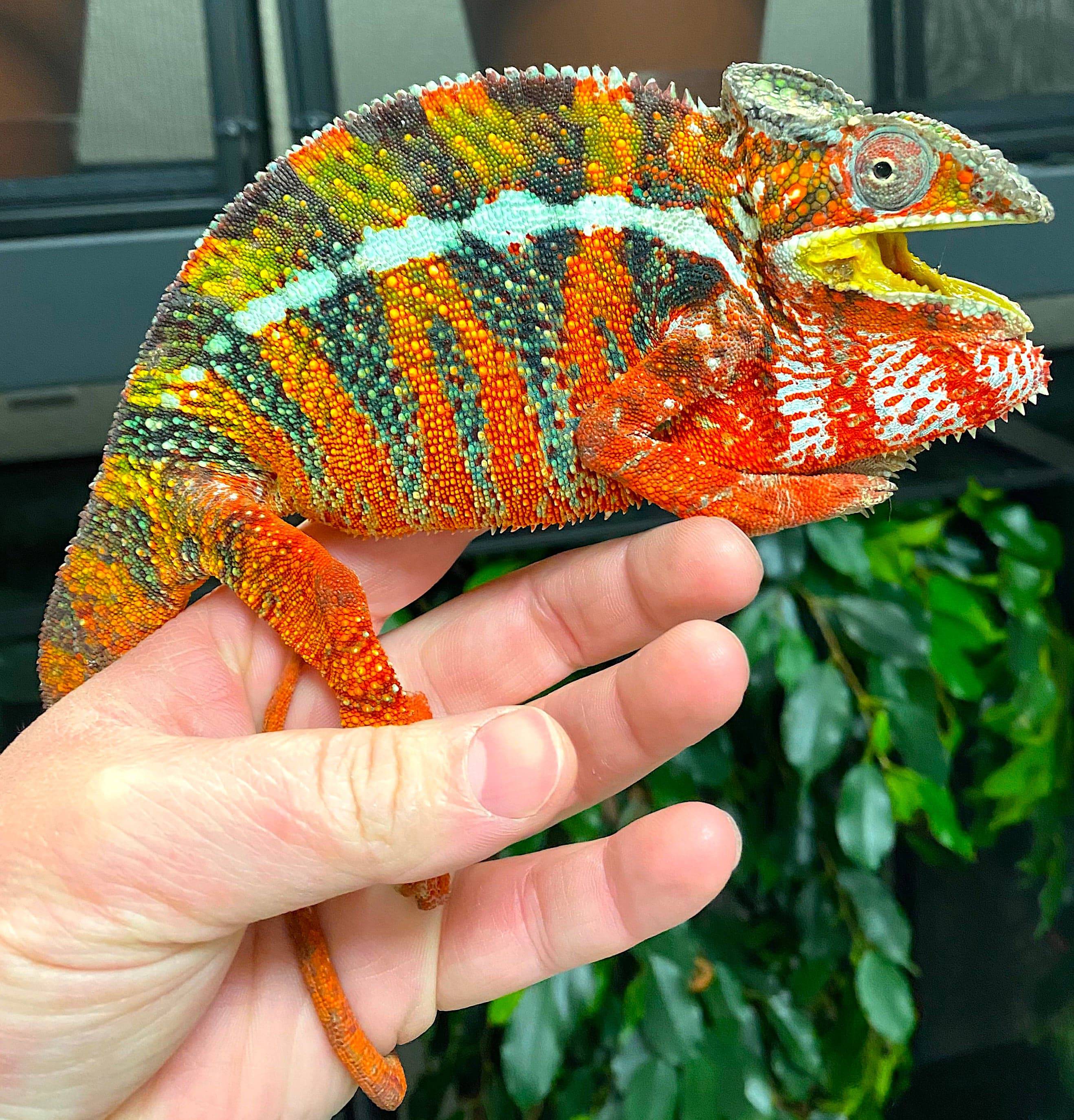 Panther Chameleon CBB Premium Juveniles- Ambilobe local