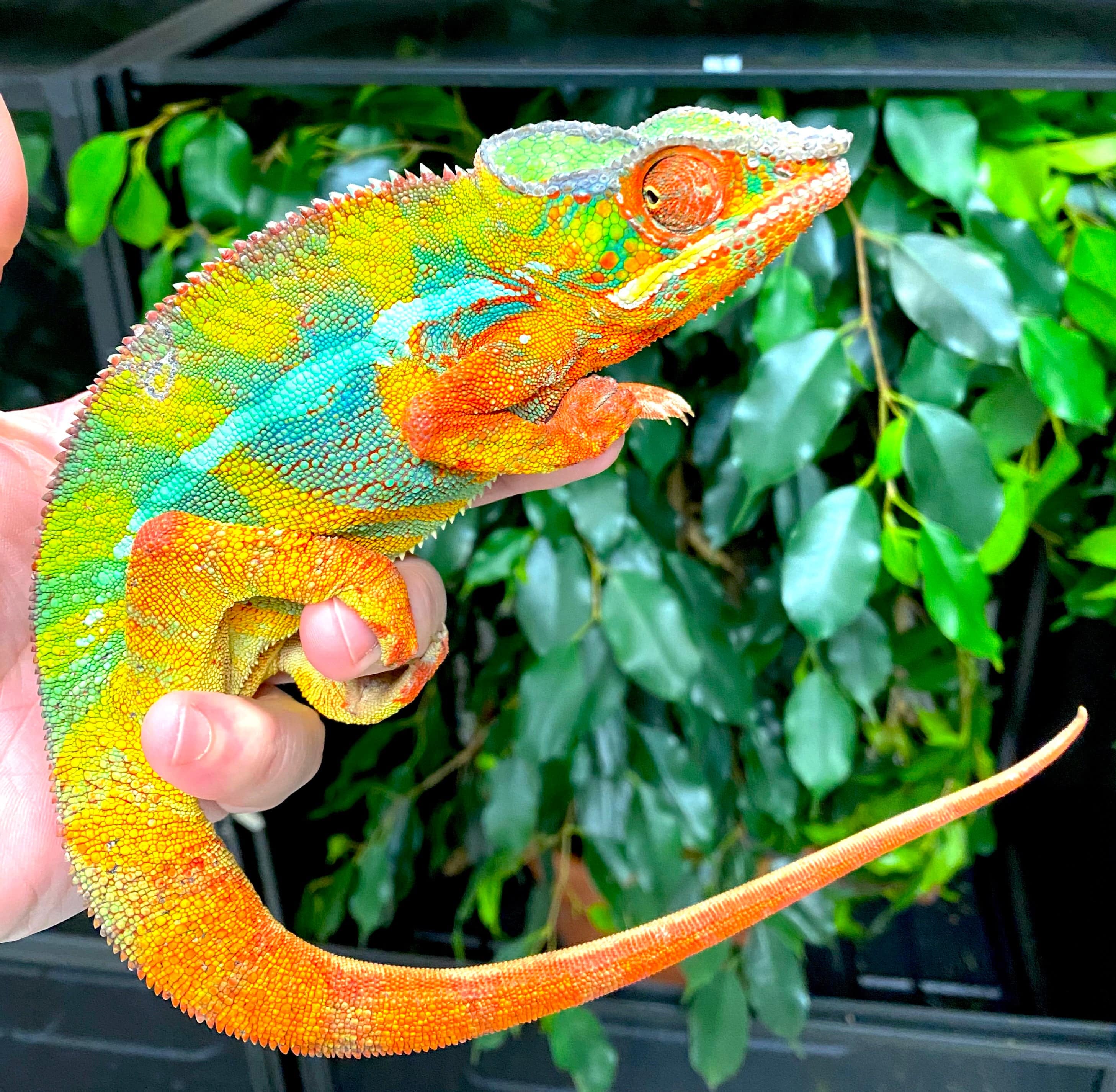 Panther Chameleon CBB Premium Juveniles- Ambilobe local - Image 2