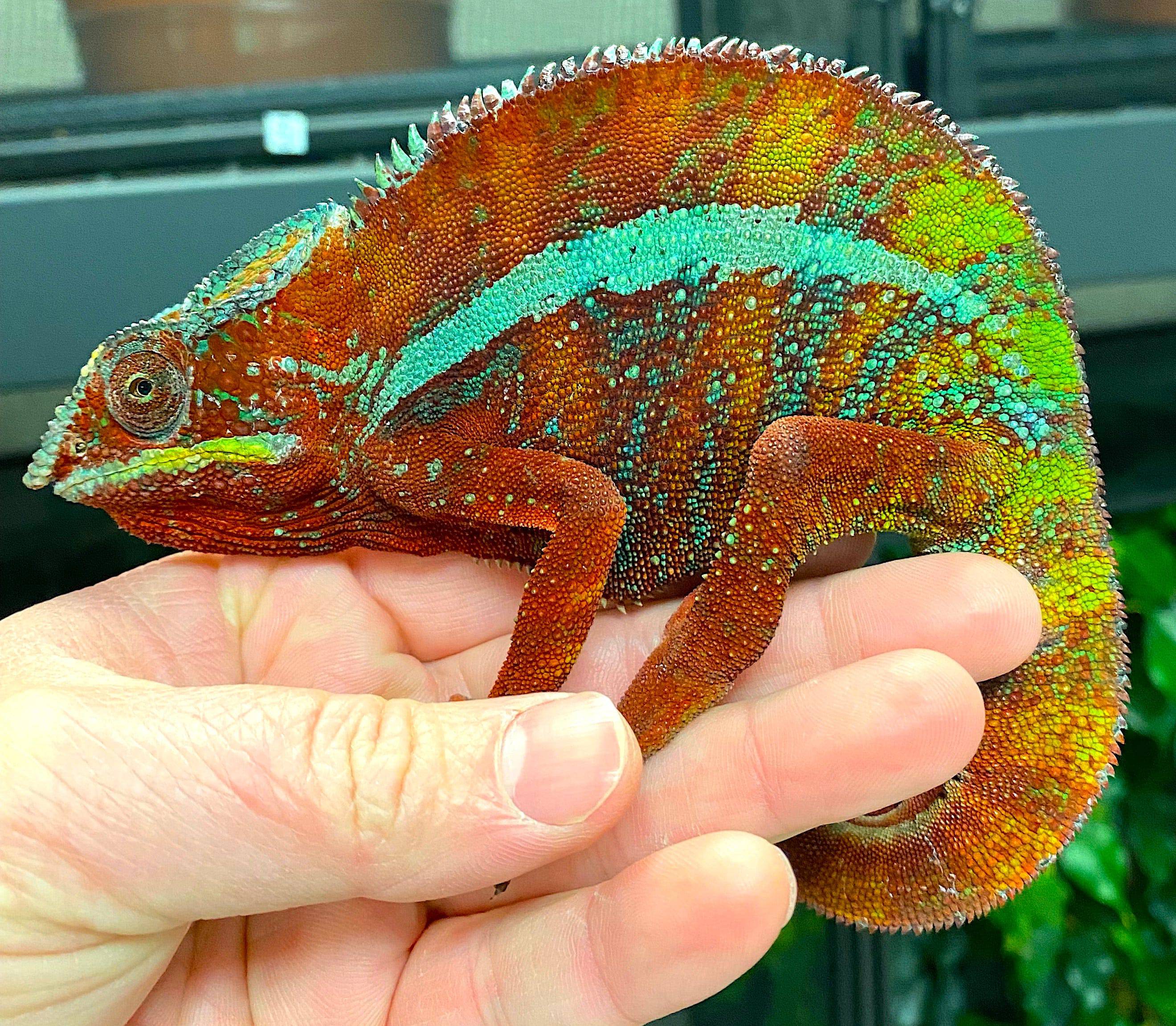 Panther Chameleon CBB Premium Juveniles- Ambilobe local - Image 3