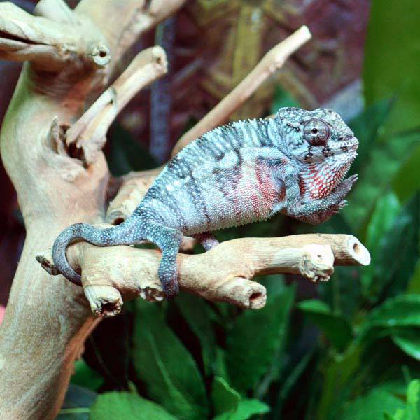 Panther Chameleon CBB Premium Juveniles- Ambilobe local - Image 4