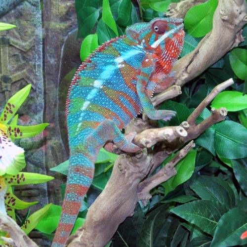 Panther Chameleon CBB Premium Juveniles- Ambilobe local - Image 5