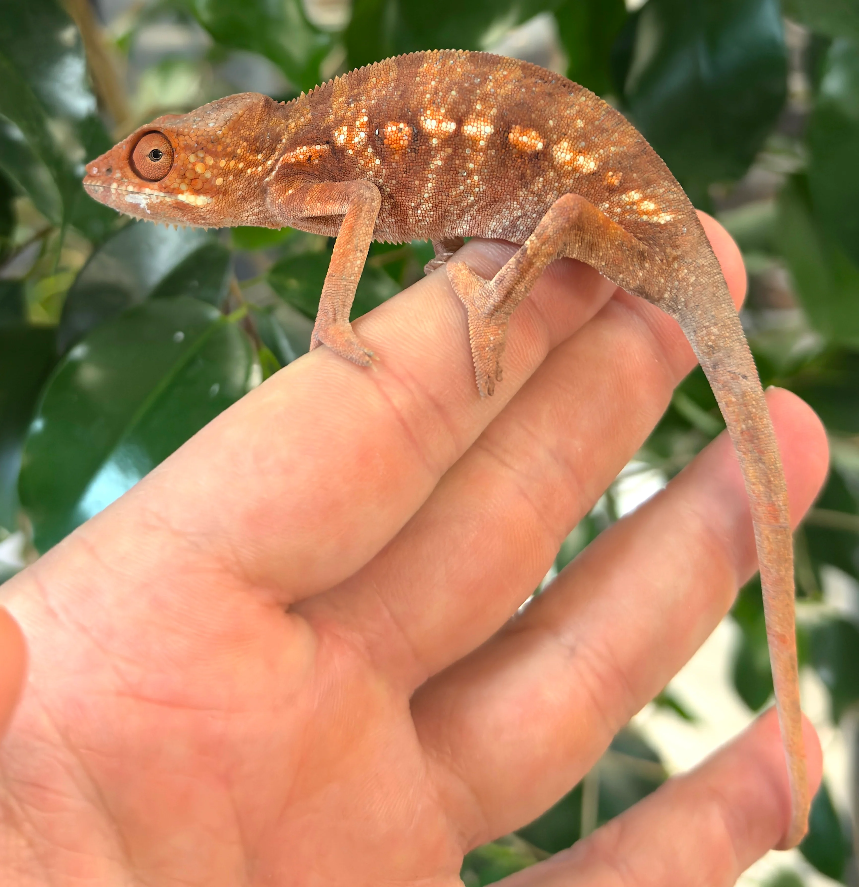 Panther Chameleon CBB Premium Juveniles- Ambilobe local - Image 6